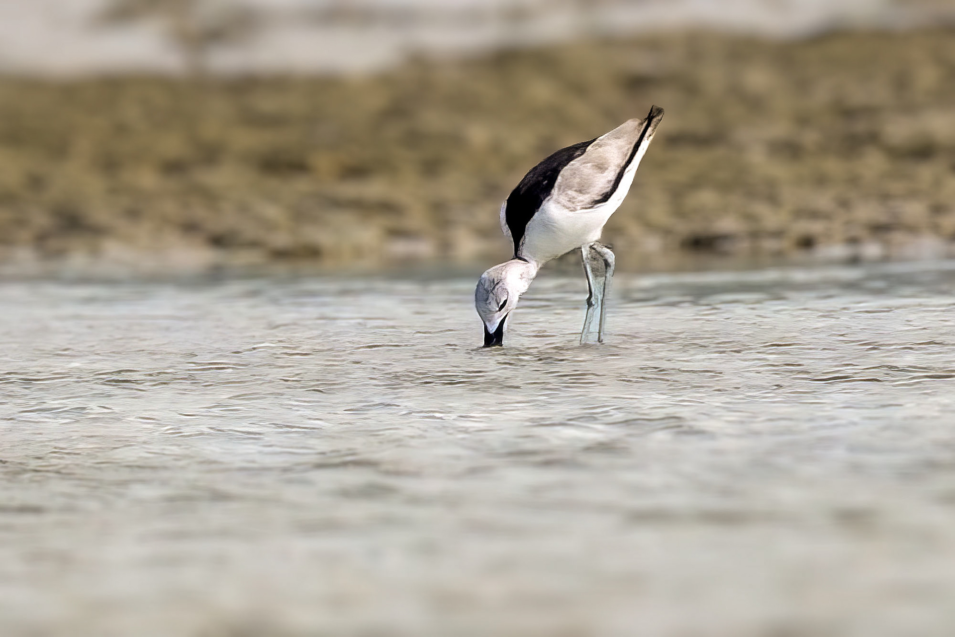 Reiherläufer / crab-plover
