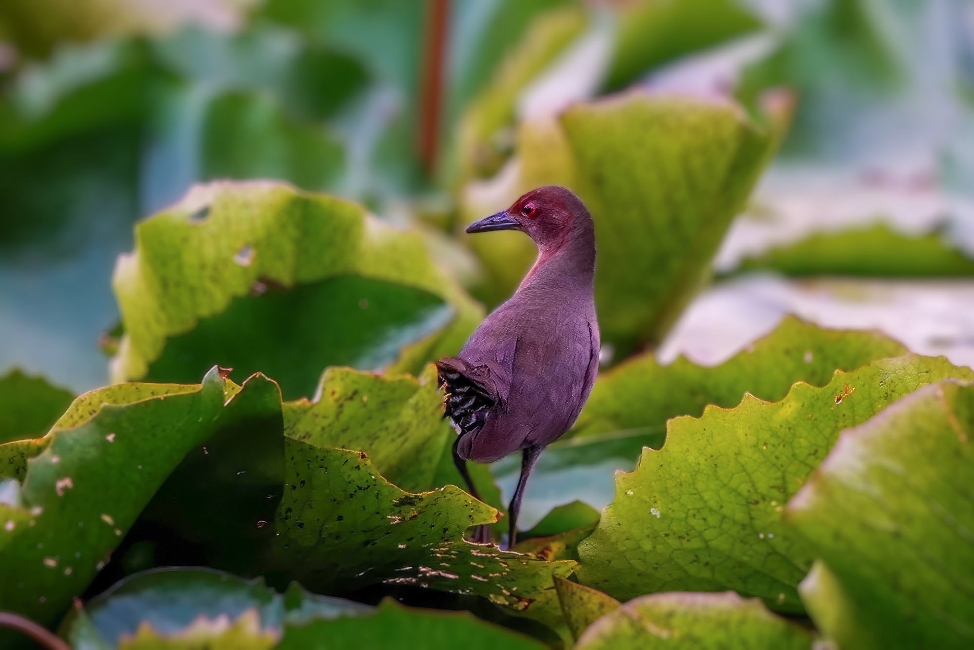 Zimtsumpfhuhn / ruddy-breasted crake