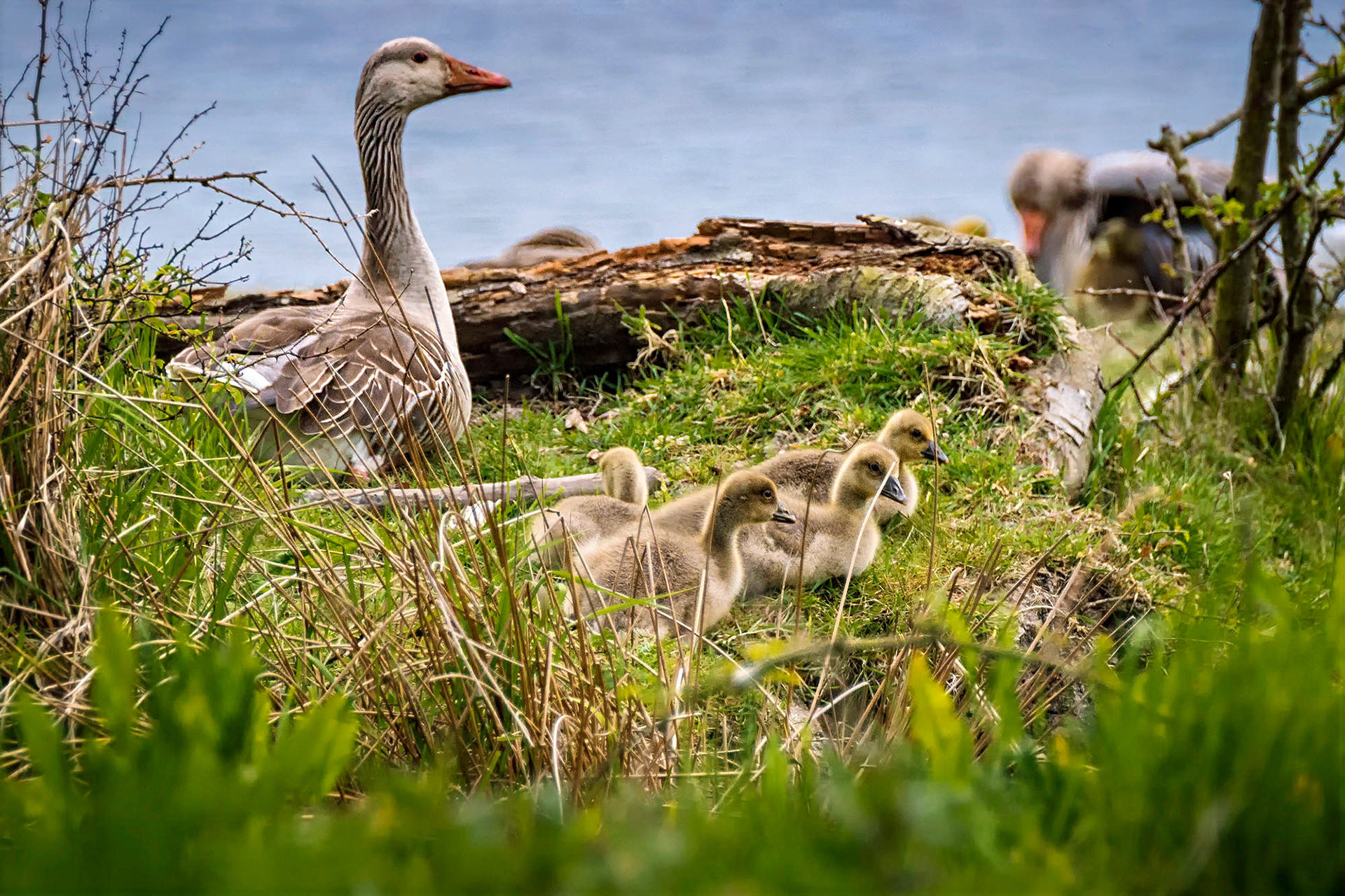 Graugans, juveniles