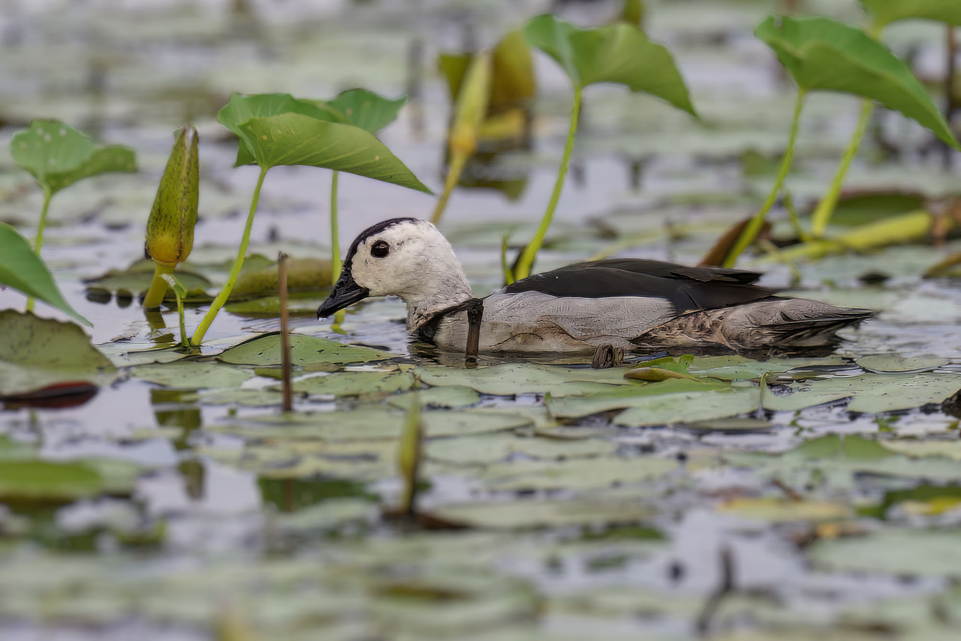 Koromandelzwergente (male) / cotton pygmy goose