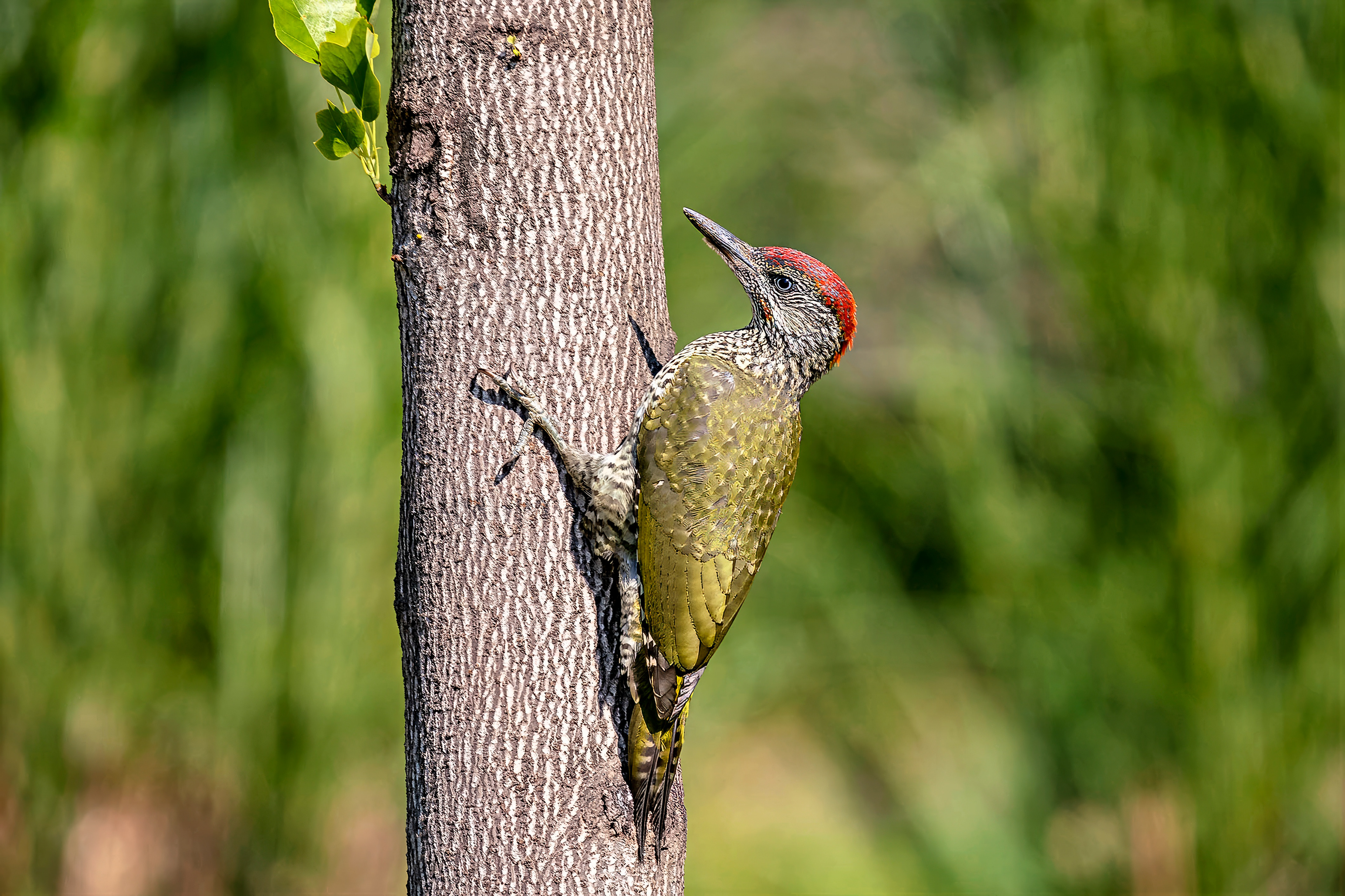 male, juvenile