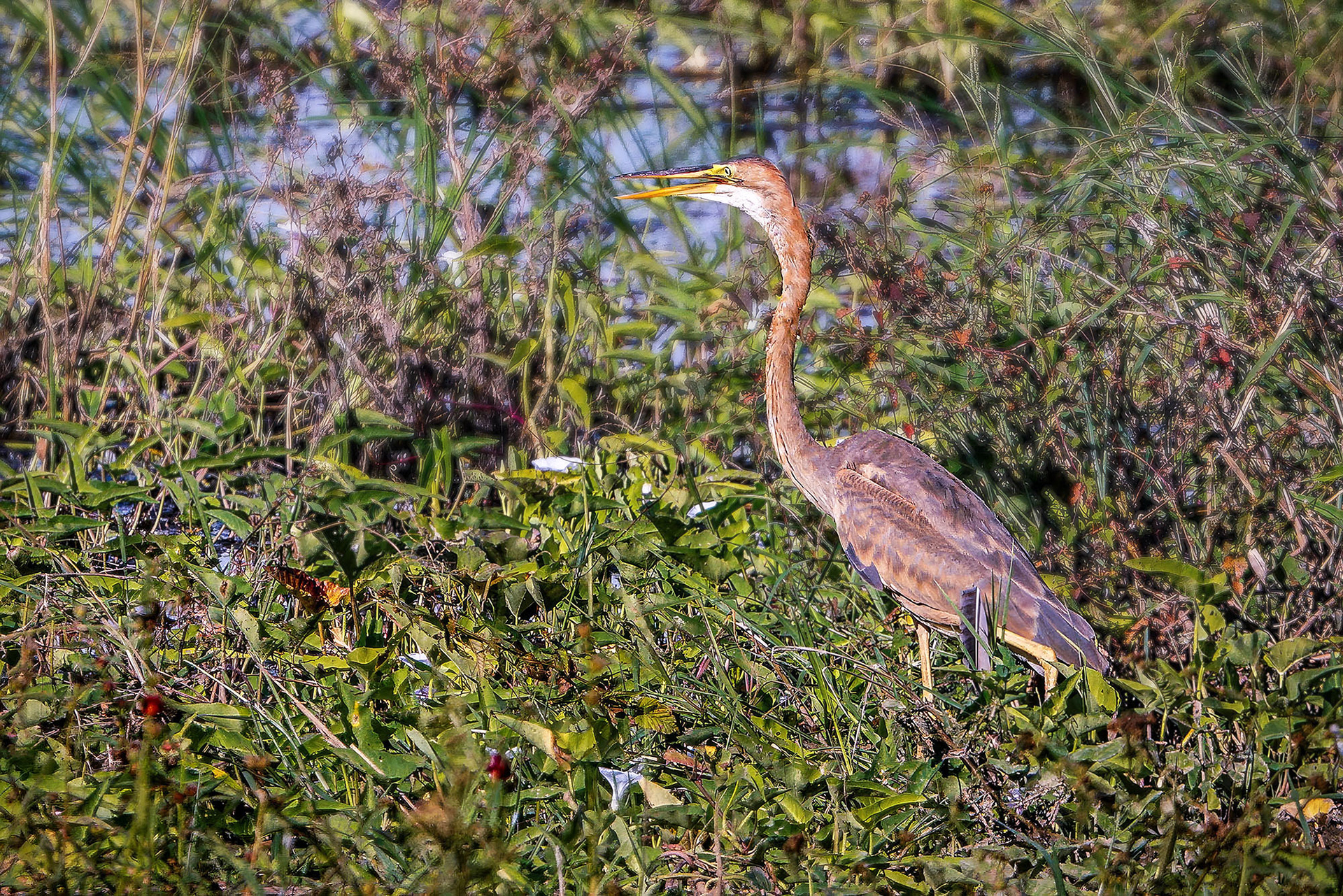 Purpurreiher / purple heron