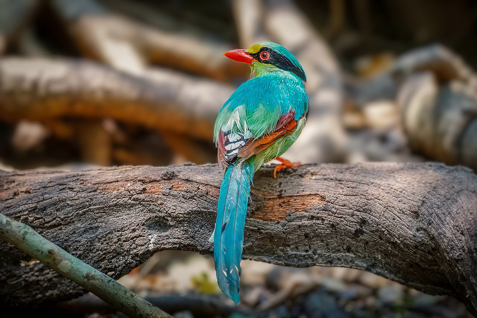 Jagdelster / Common Green Magpie