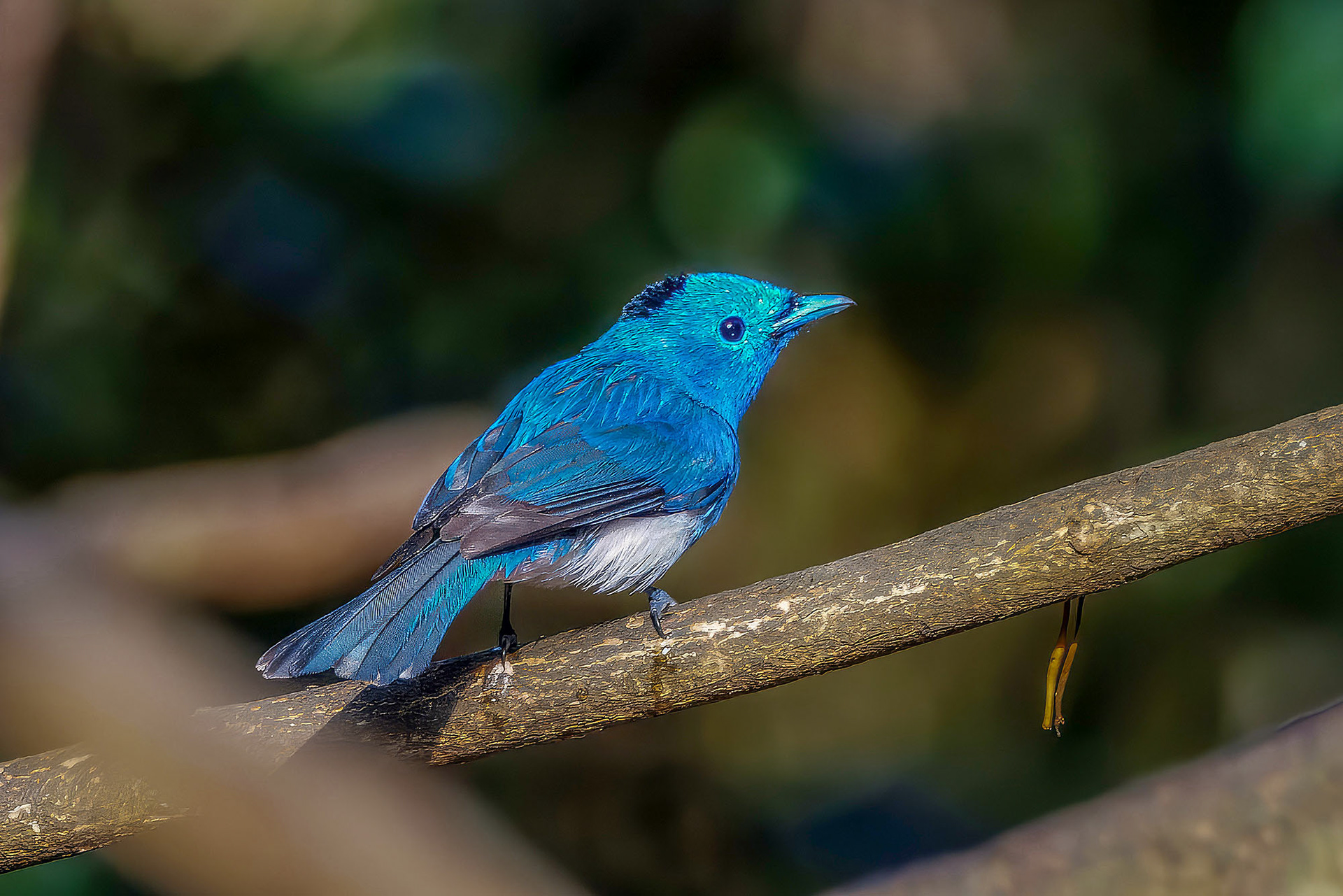 Schwarzgenickschnäpper (M) / Black-naped Monarch