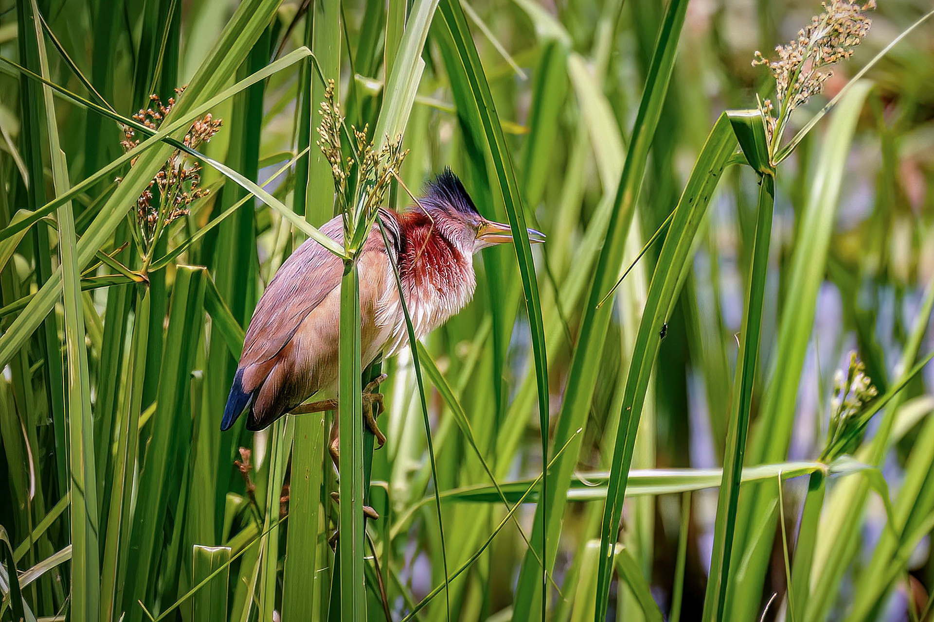 Chinadommel / yellow bittern