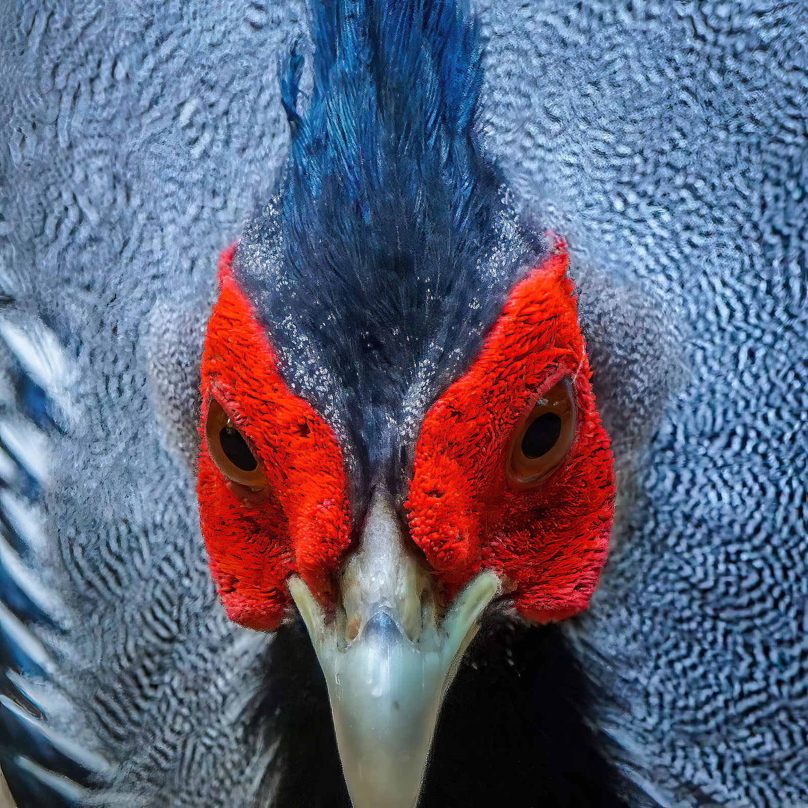 male