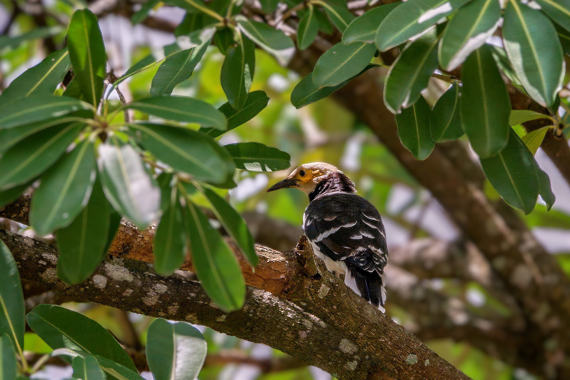 Schwarzhalsstar / Black-collared Starling