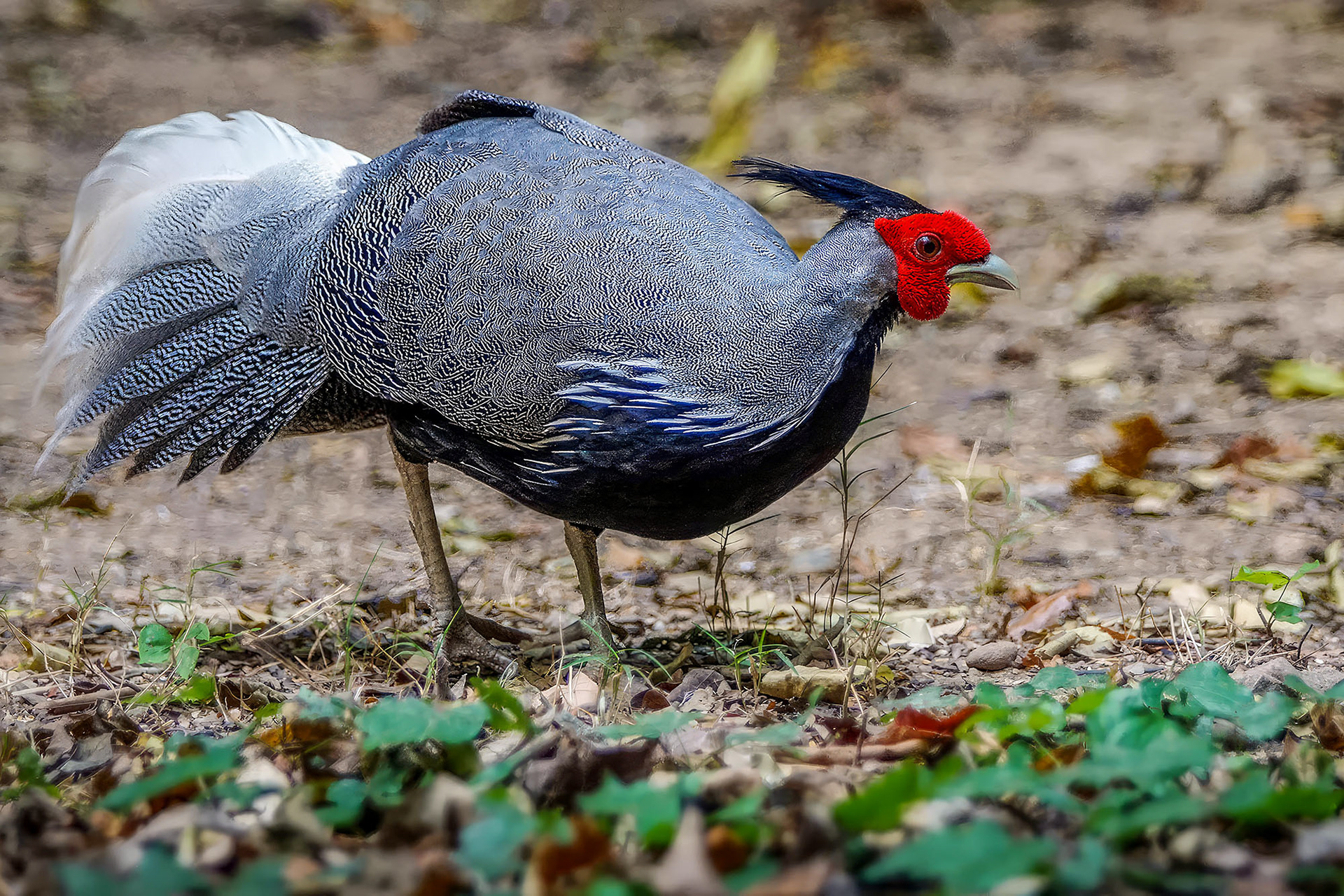 male