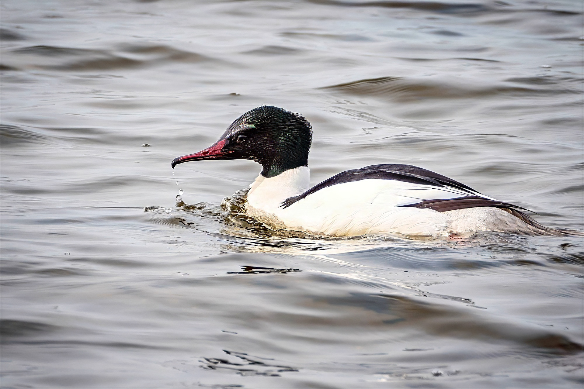 Gänsesäger, male