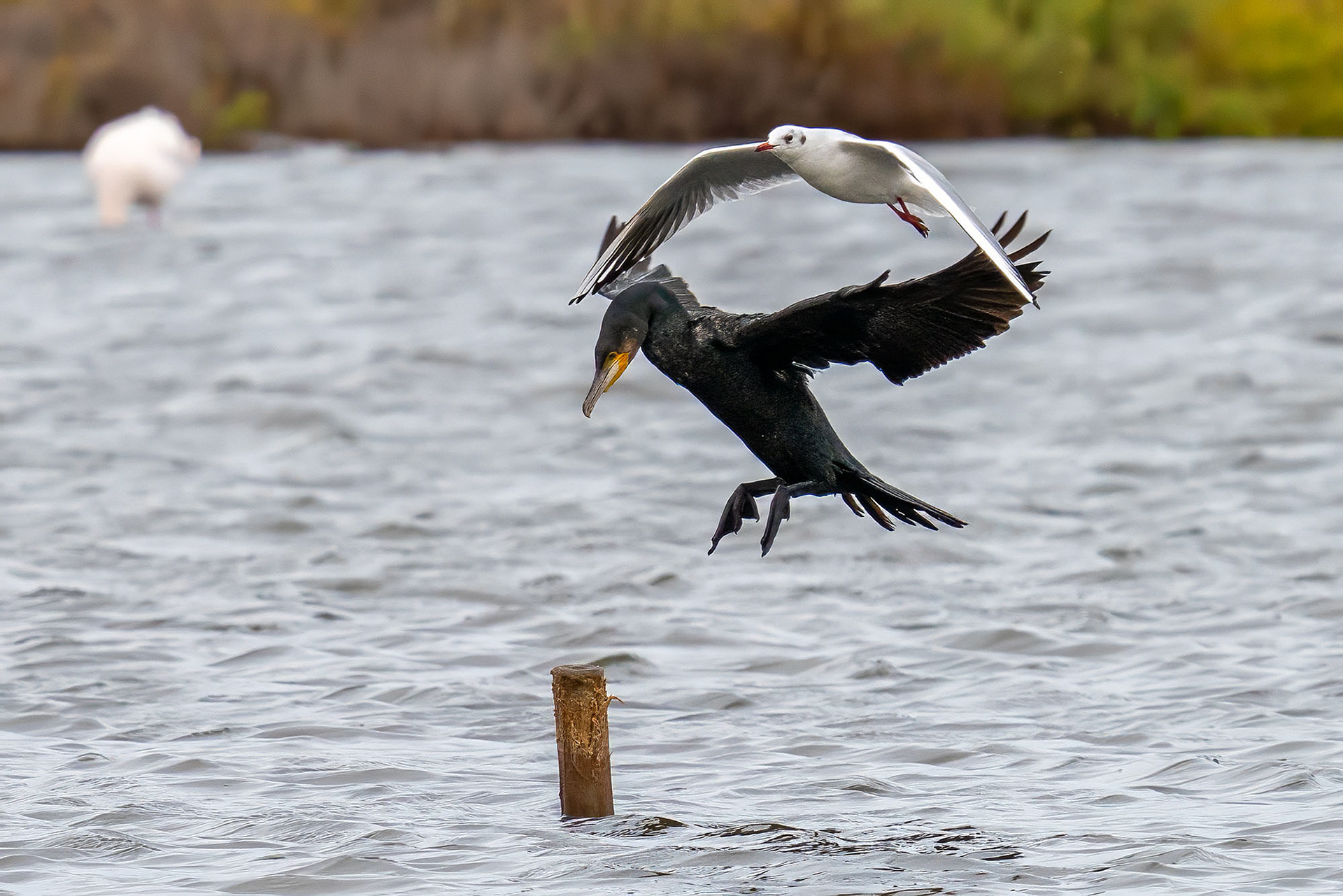 Kormoran & Lachmöwe