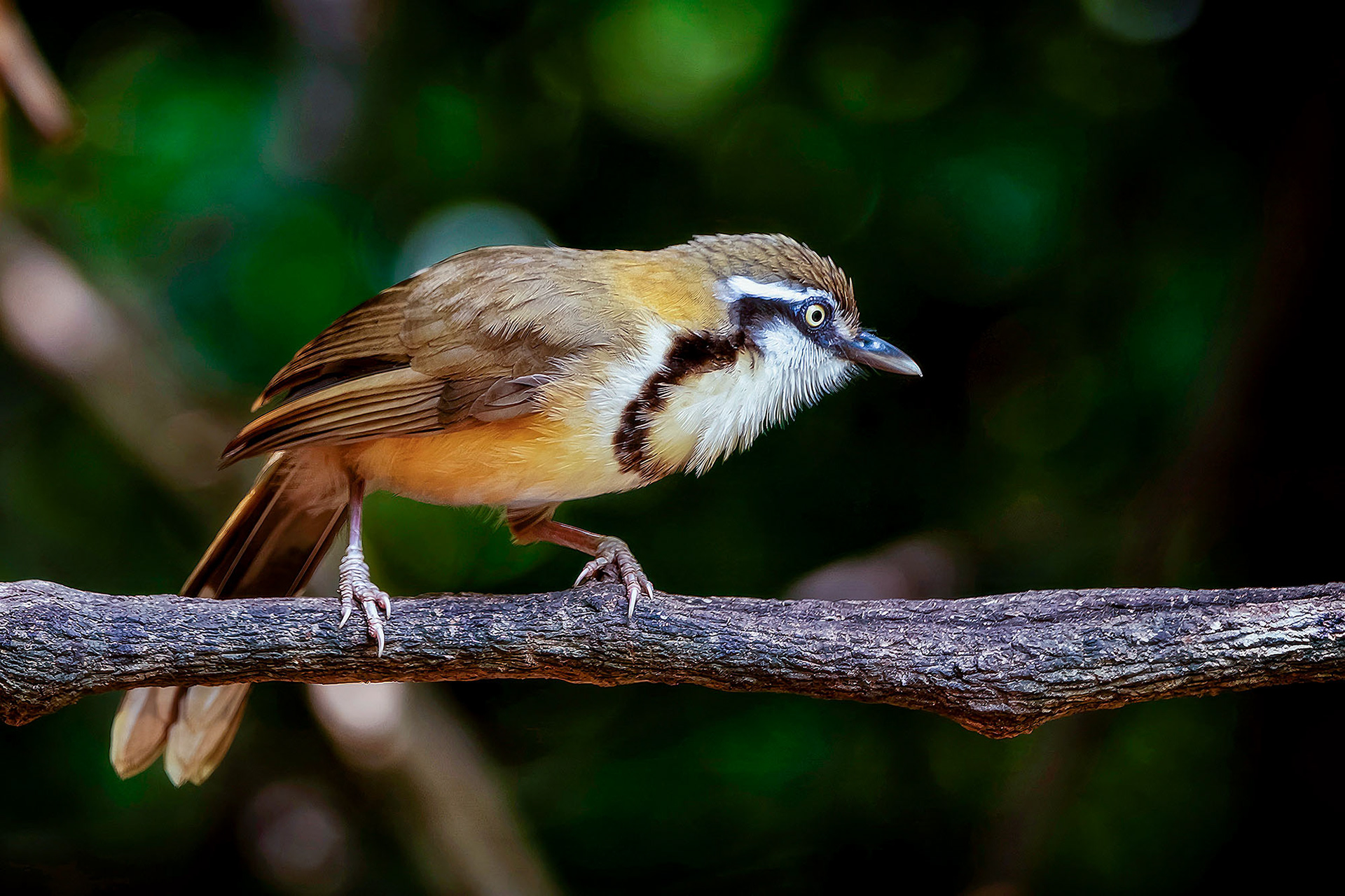 Lätzchenhäherling / Lesser Necklaced Laughingthrush