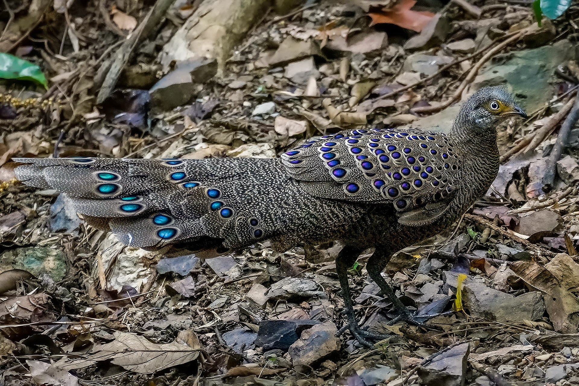 male
