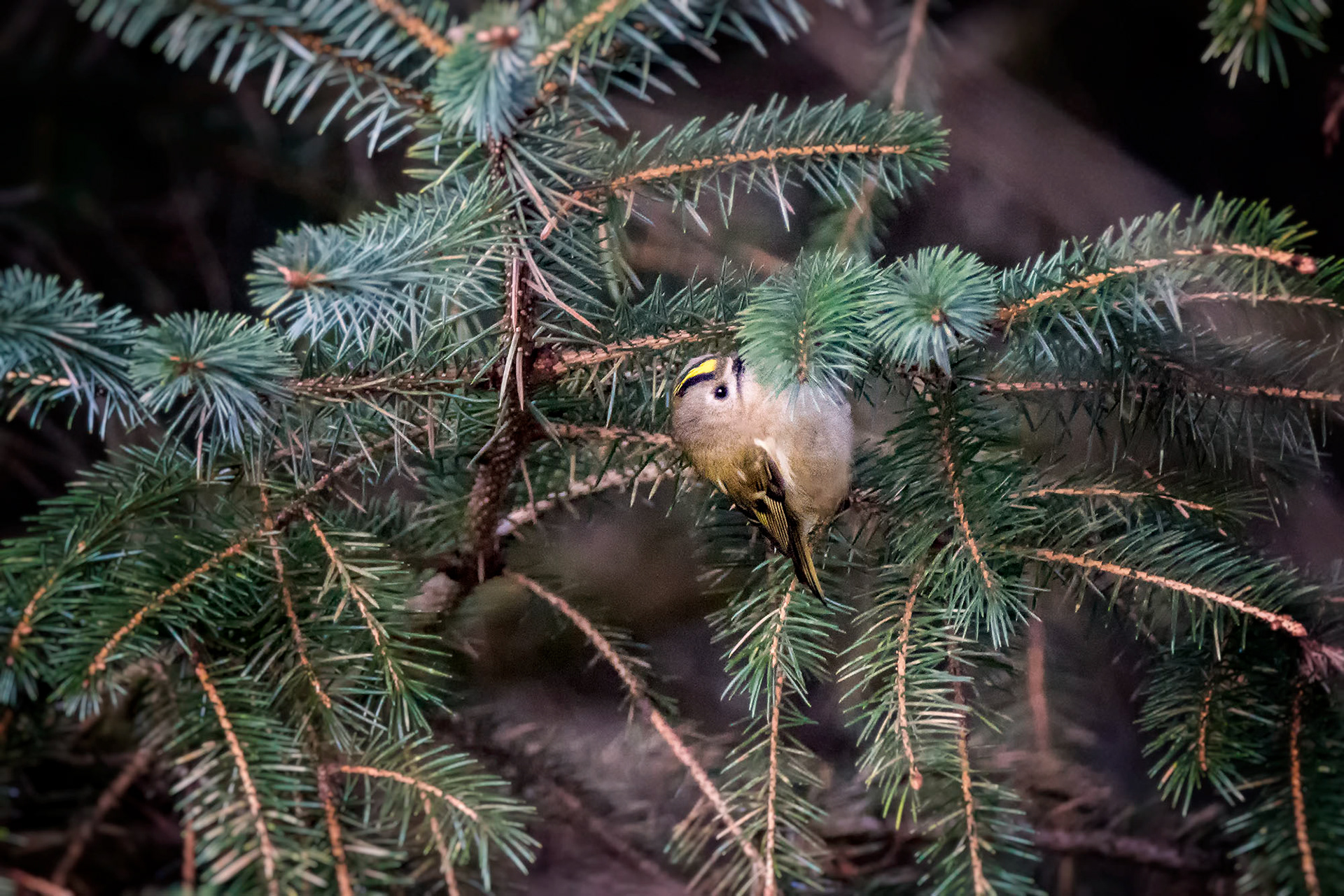 Wintergoldhähnchen