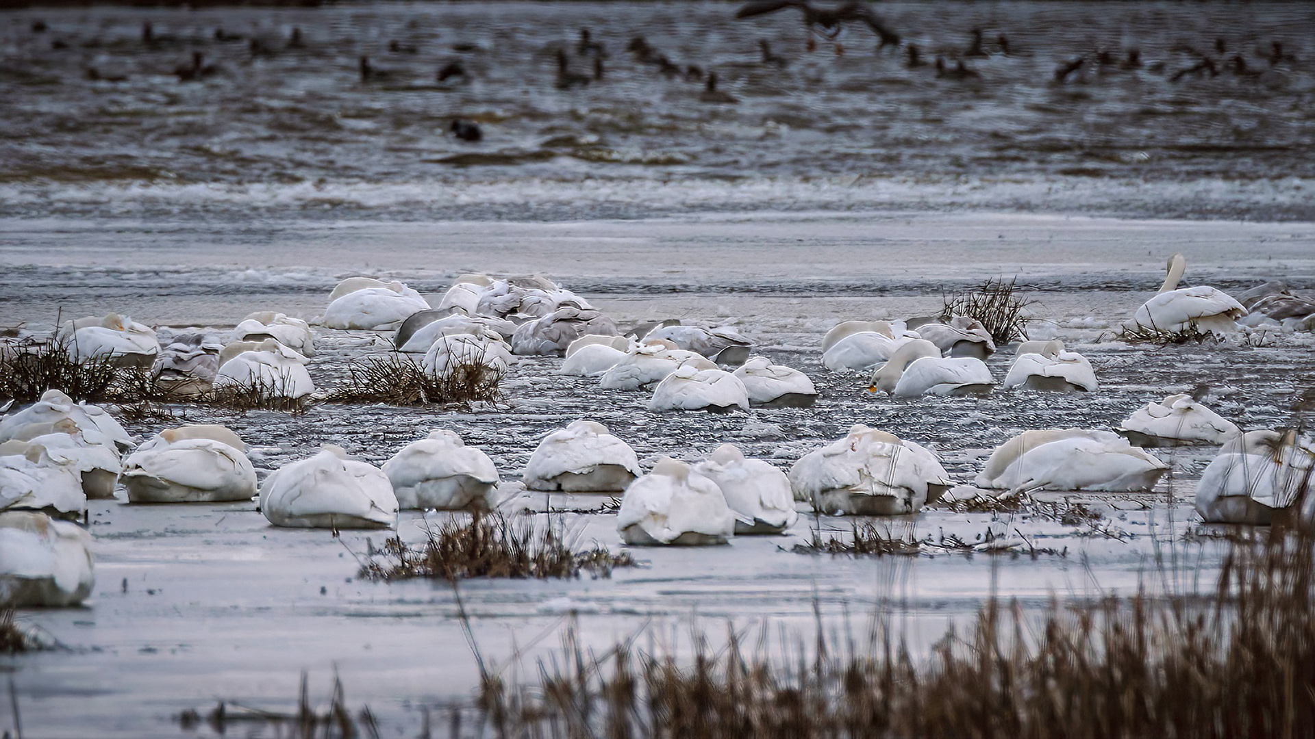 Singschwan im Winter versuchen sich, bei eiskaltem Wind, warm zu halten