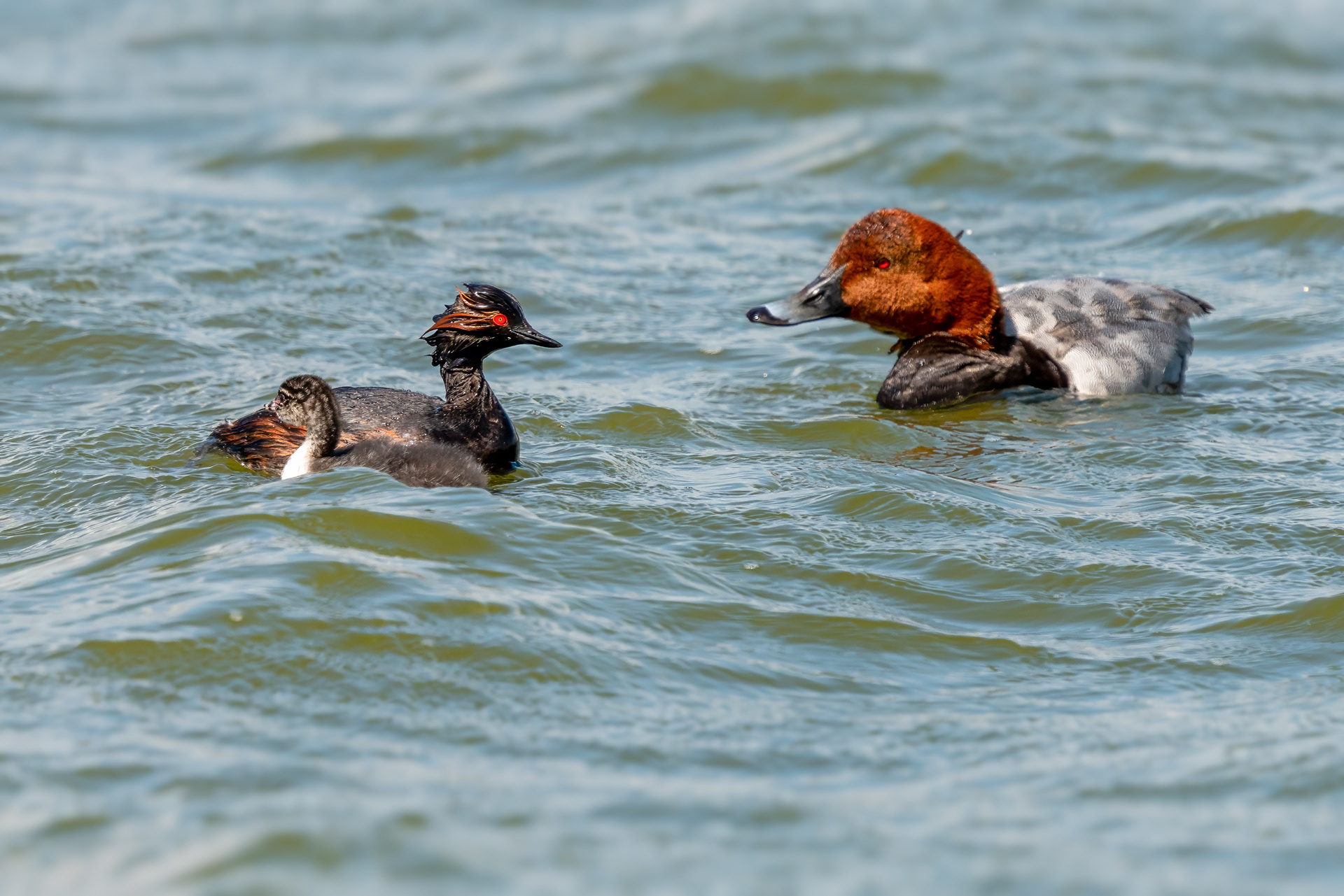 Die Mama schwimmt sofort schützend vorihr Junges, als sich die Tafelente nähert