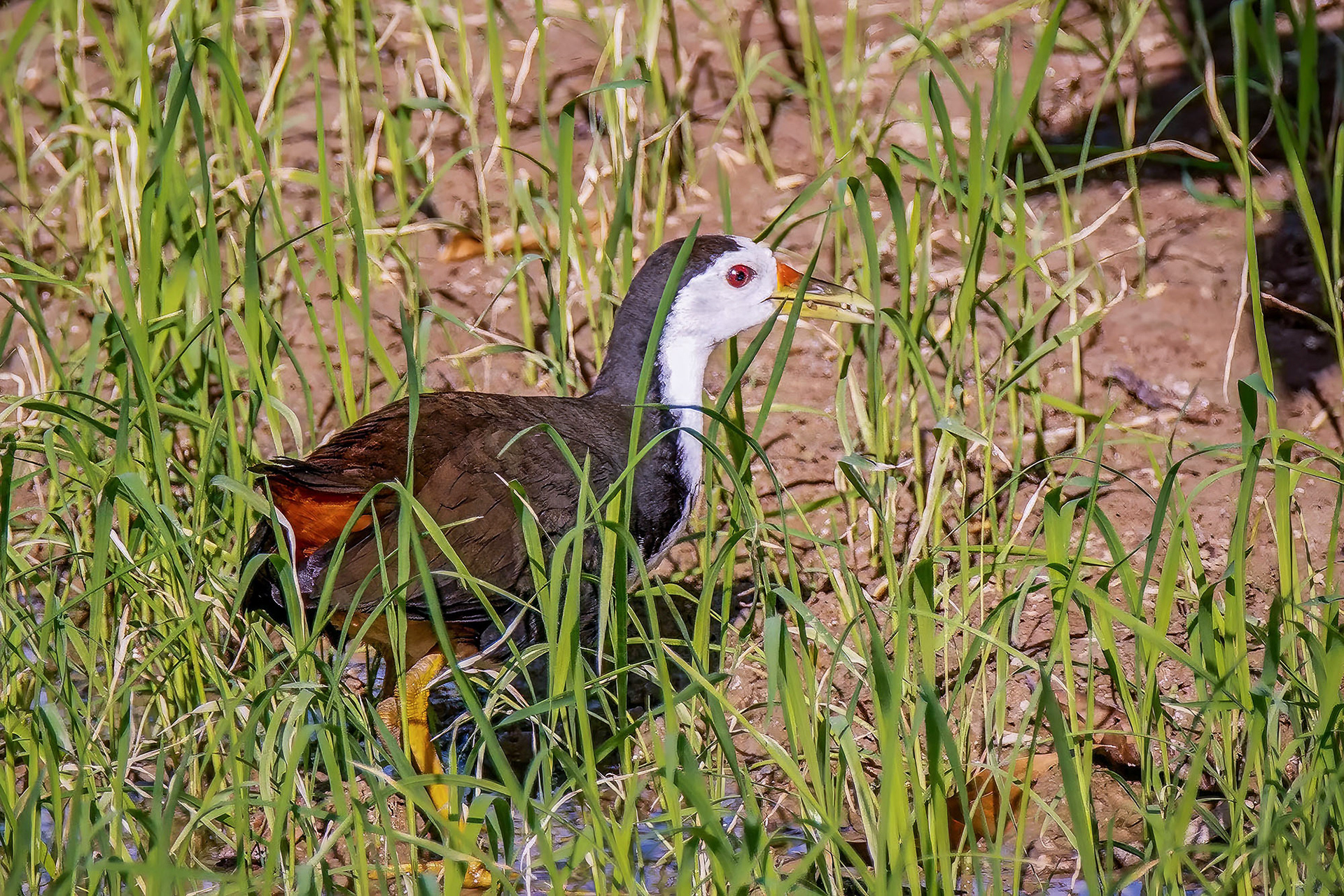 Weißbrust-Kielralle / white-breasted waterhen