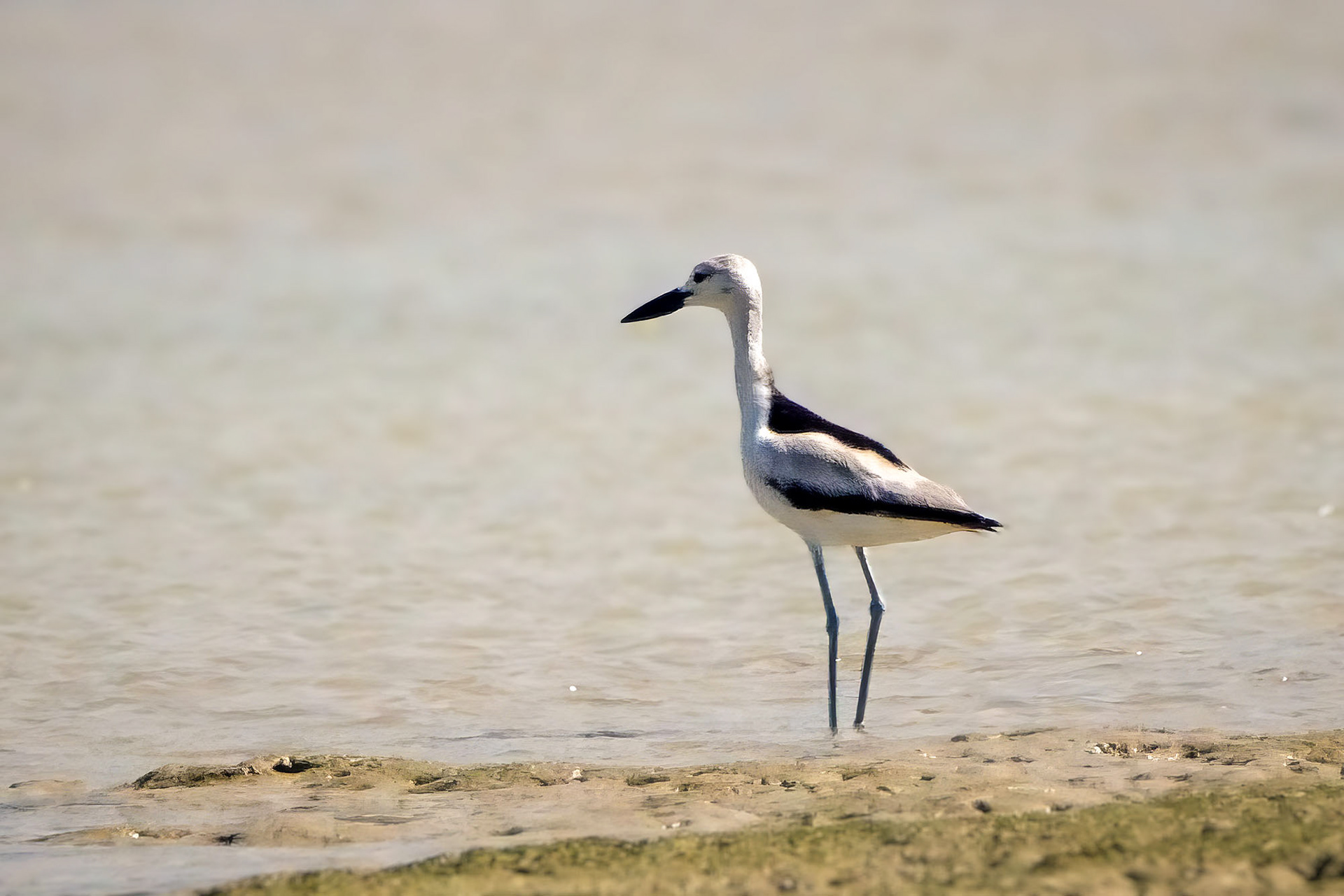 Reiherläufer / crab-plover