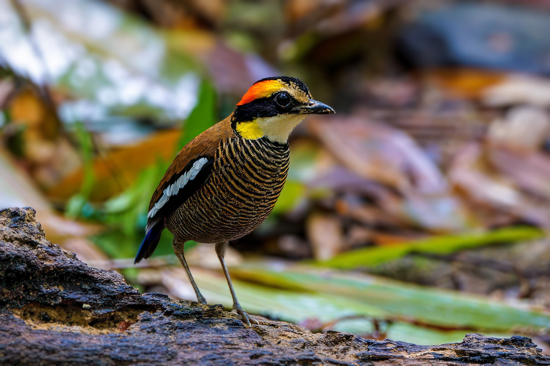 female