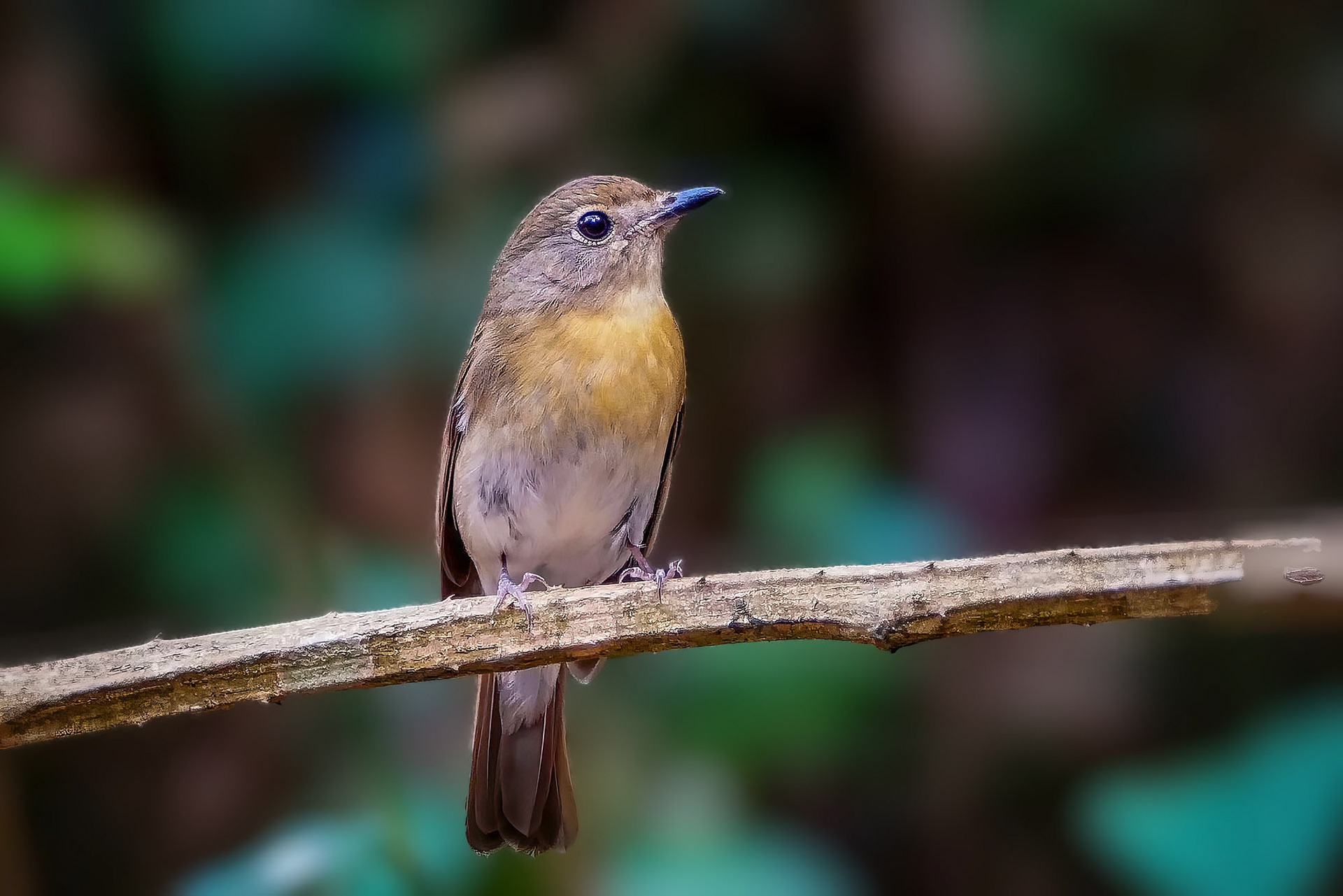 Blaukehlschnäpper (F) / Blue-throated blue flycatcher - Chinese blue flycatcher