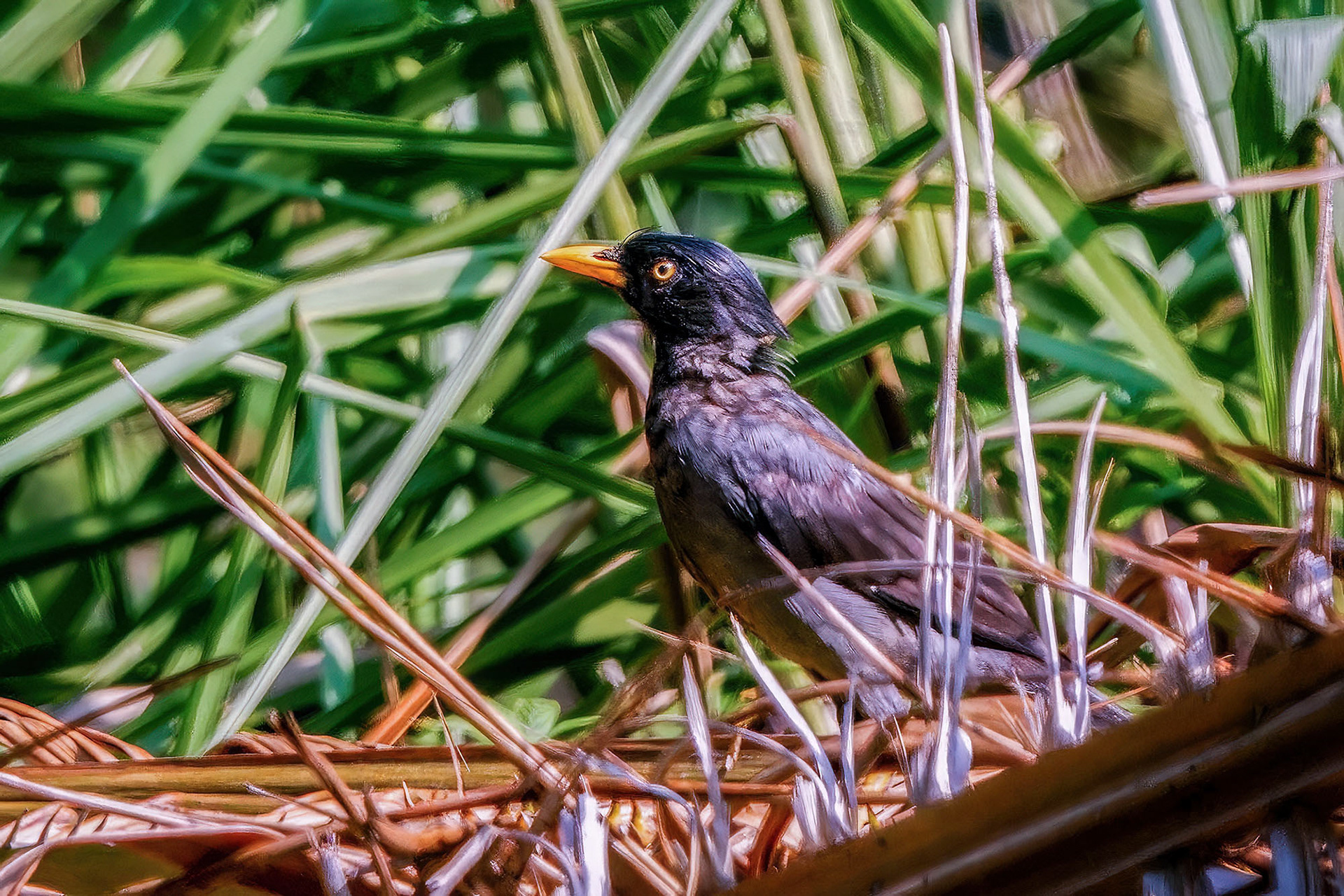 Haubenmaina / crested myna