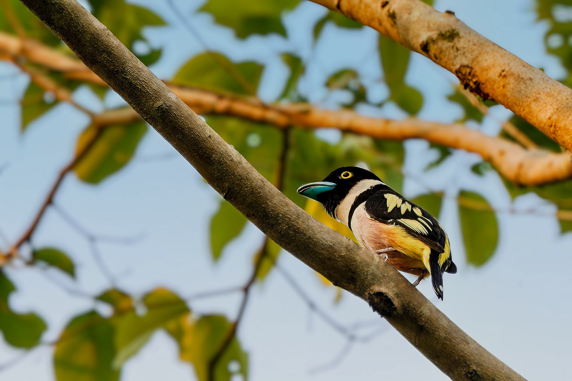 male