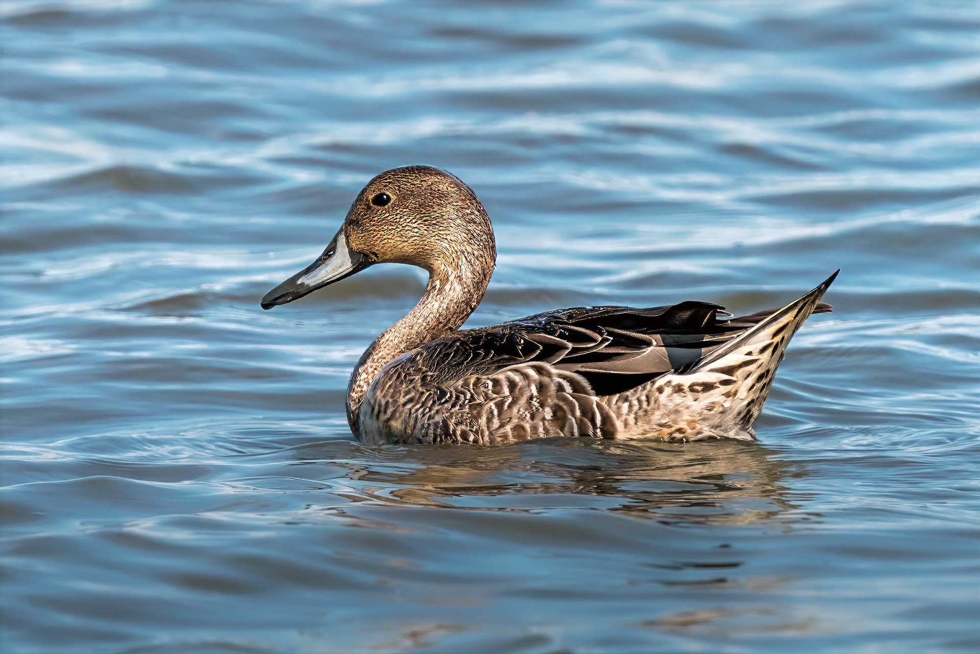 Spießente, female