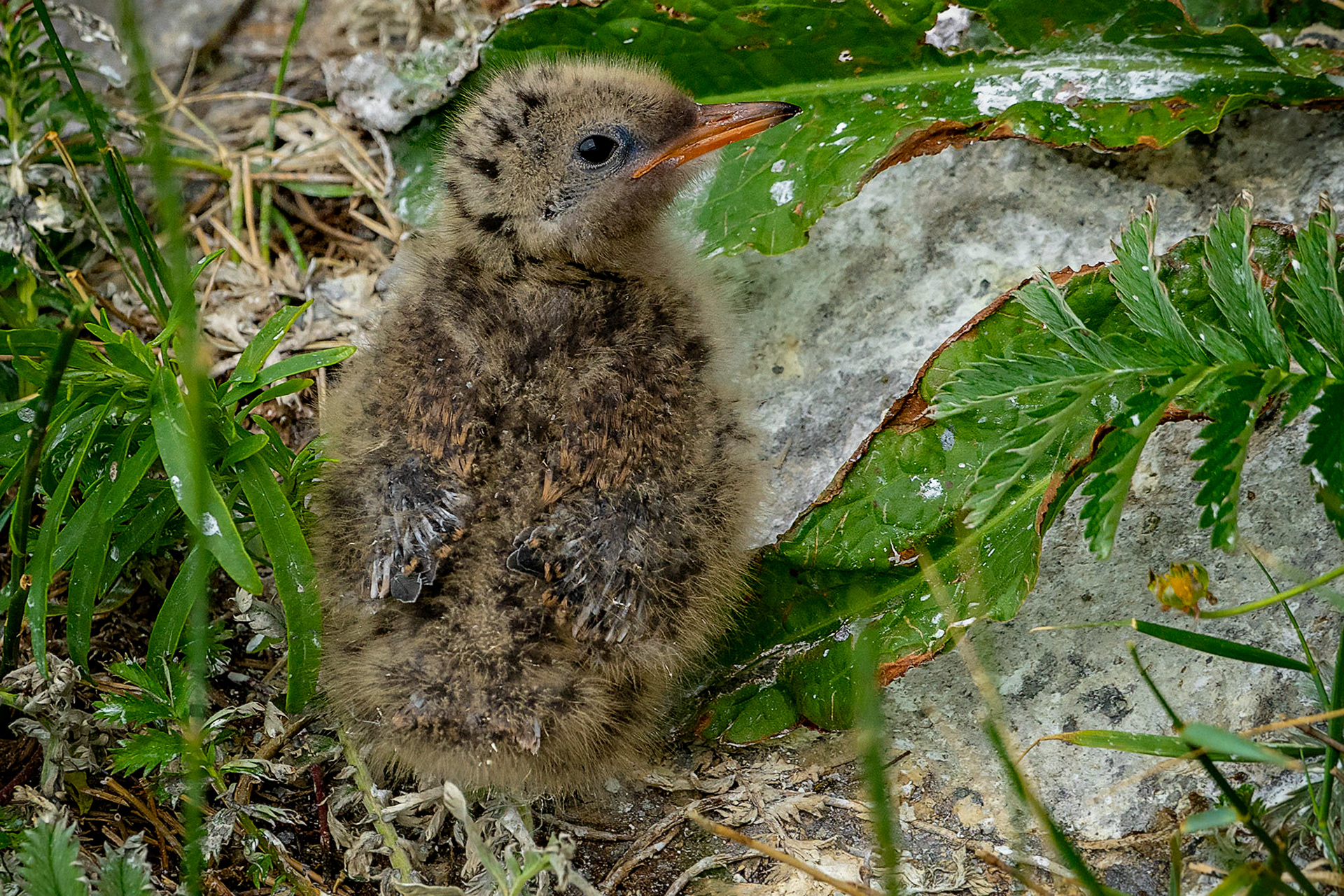 Küstenseeschwalbe, juvenile
