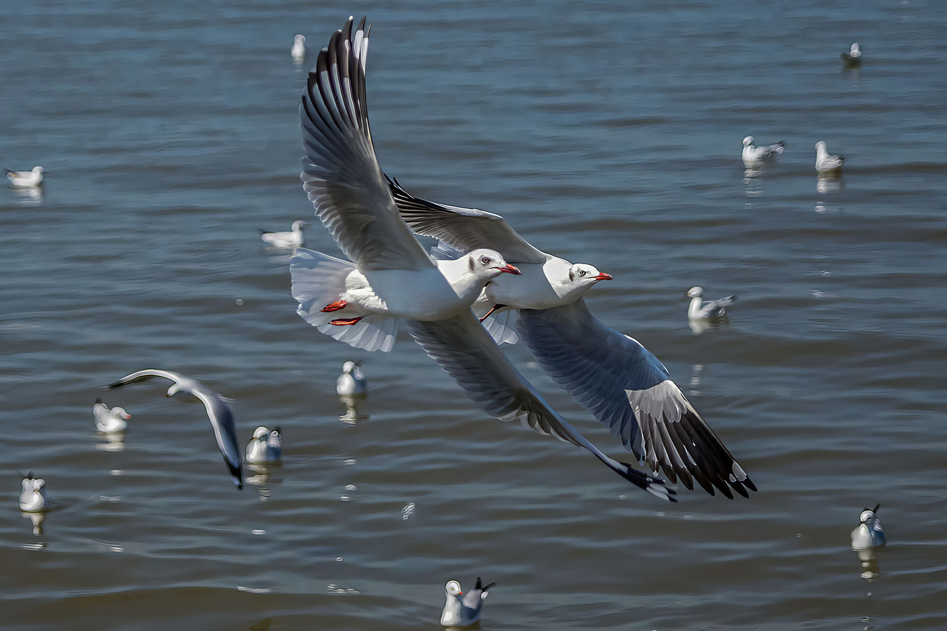 Braunkopfmöwe / brown-headed gull