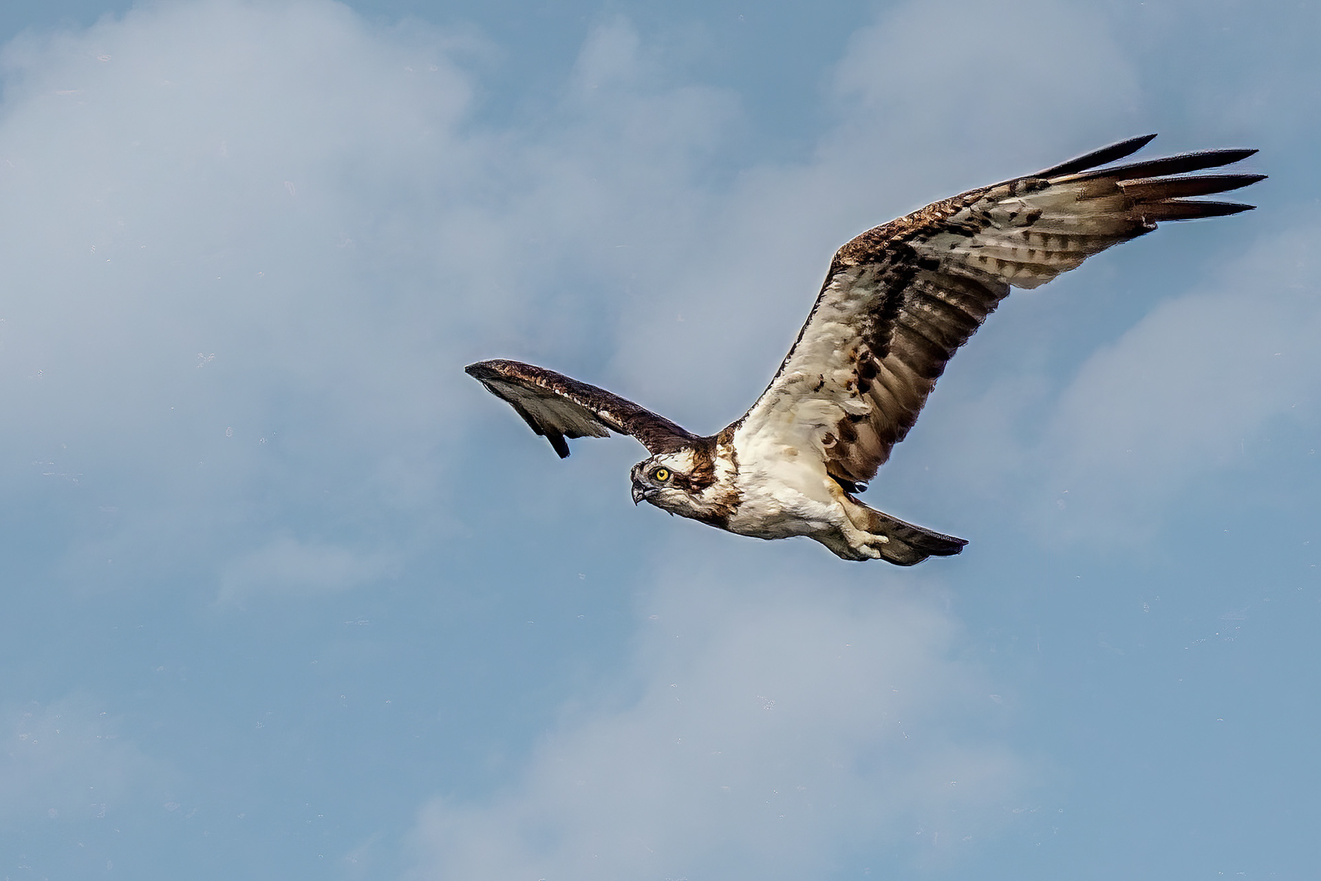 Fischadler / Osprey - Fish Eagle - Fish Hawk