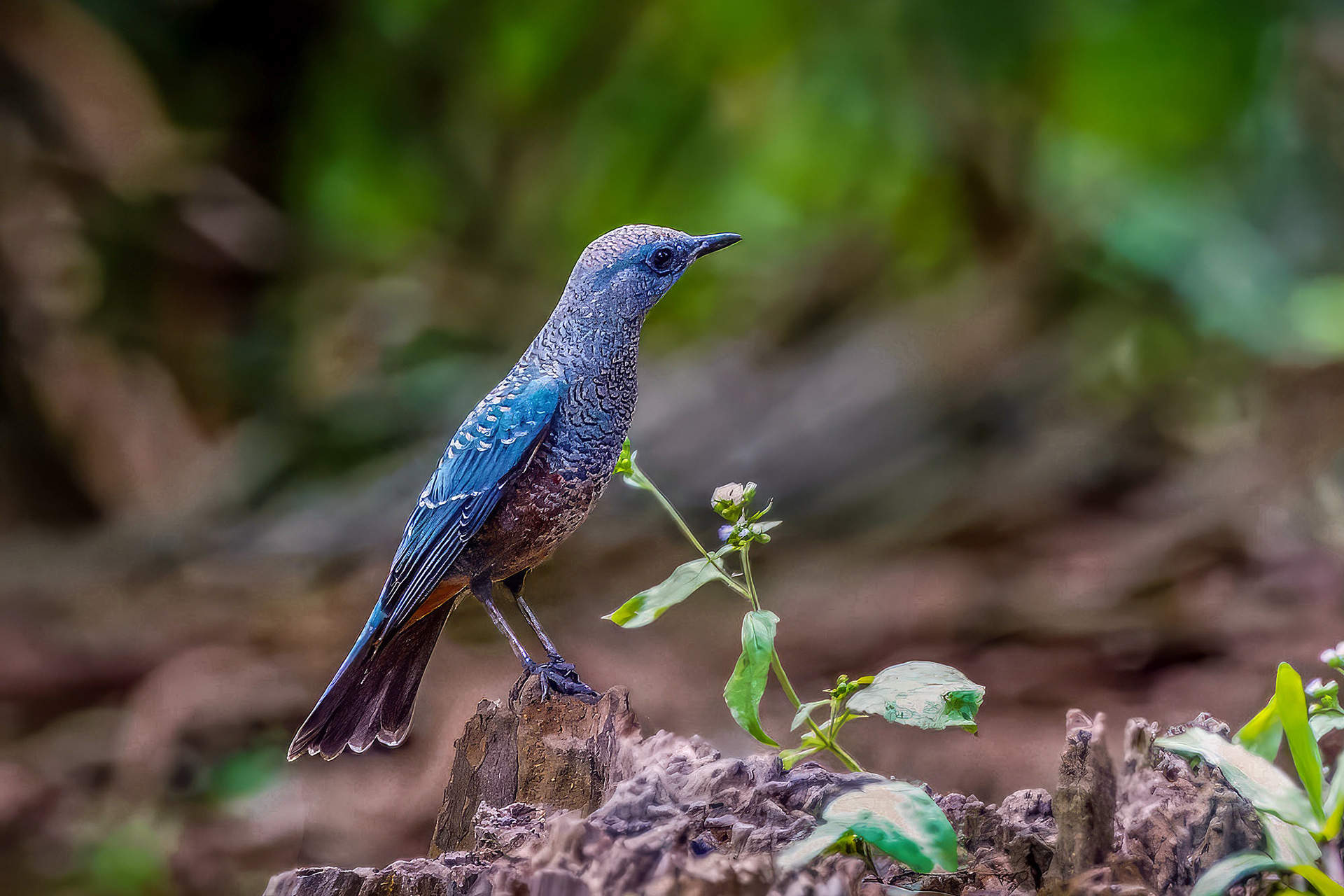 Blaumerle (M) / Blue Rock Thrush