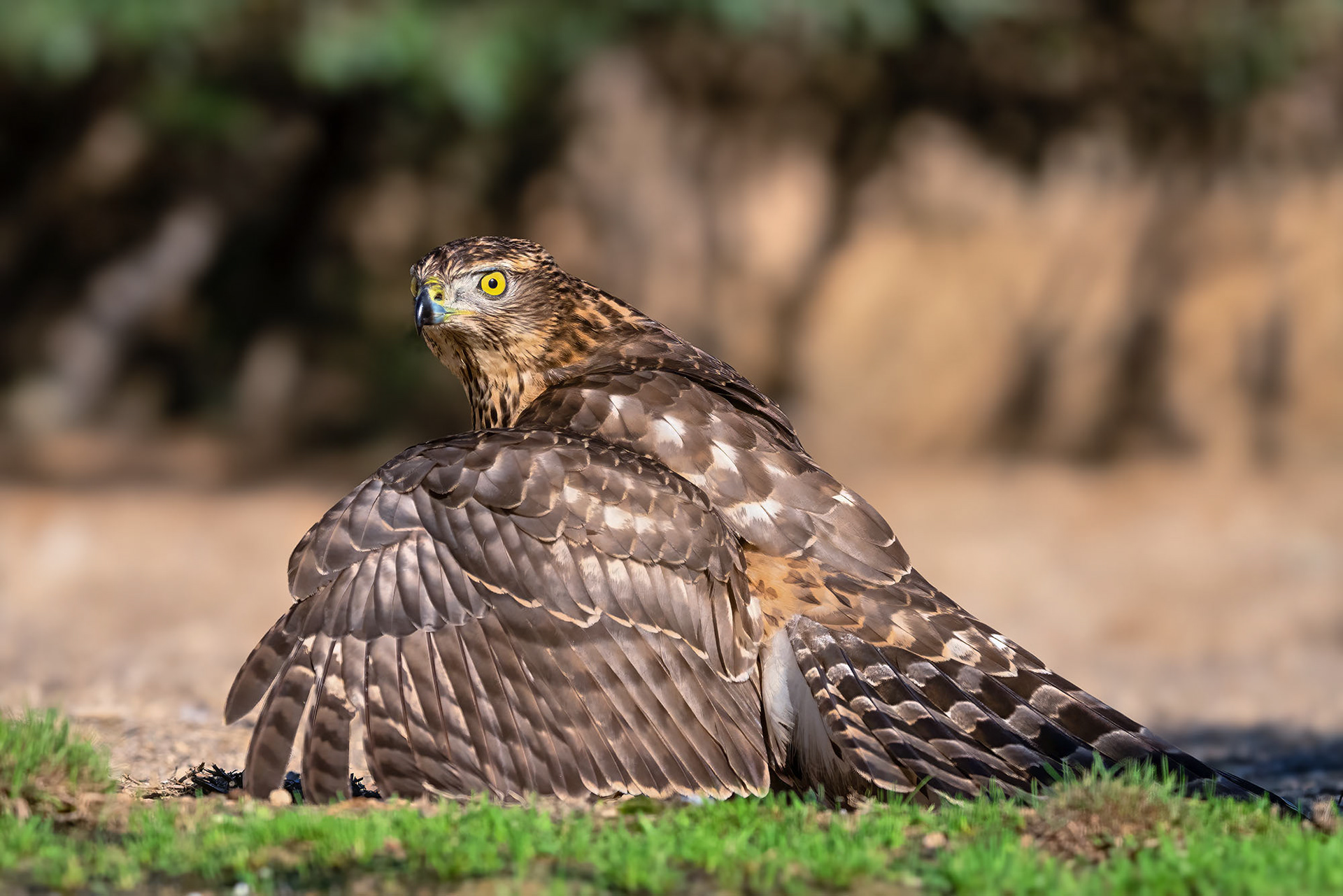 Habicht, juvenile. Nervös wacht er über seine Beute durch lautes Rufen und Manteln