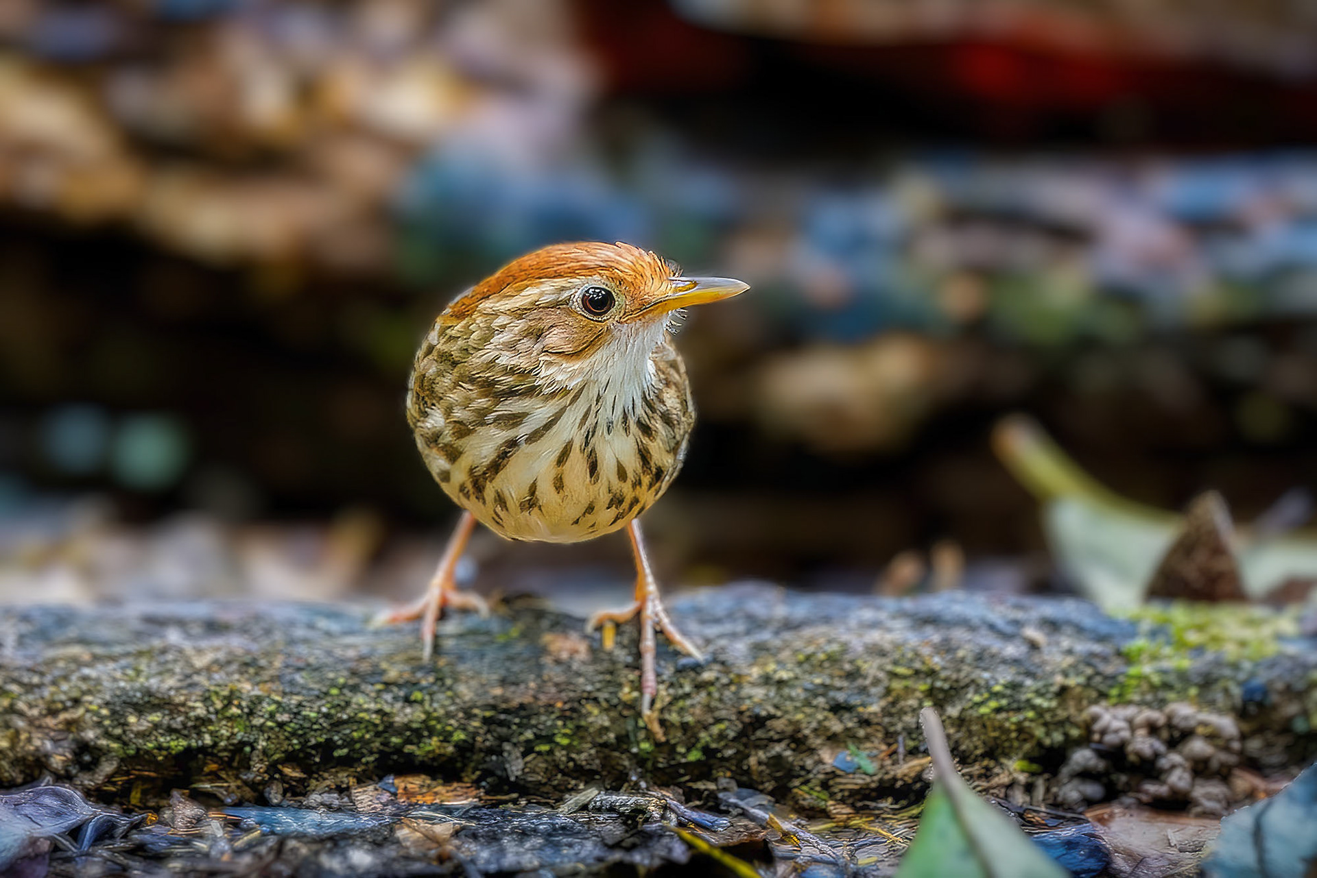 Streifenbrust-Erdtimalie / Puff-throated Babbler
