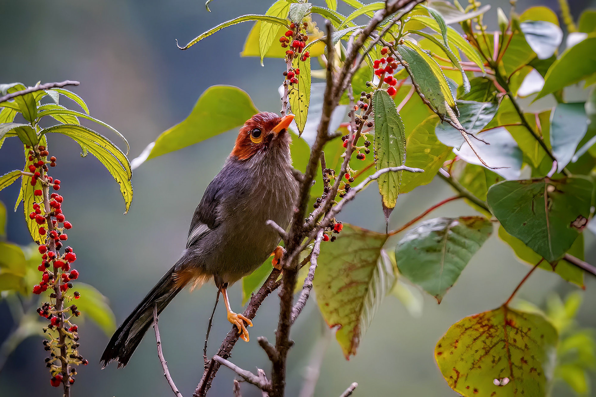Spiegelhäherling / Chestnut-capped Laughingthrush - Spectacled Laughingthrush