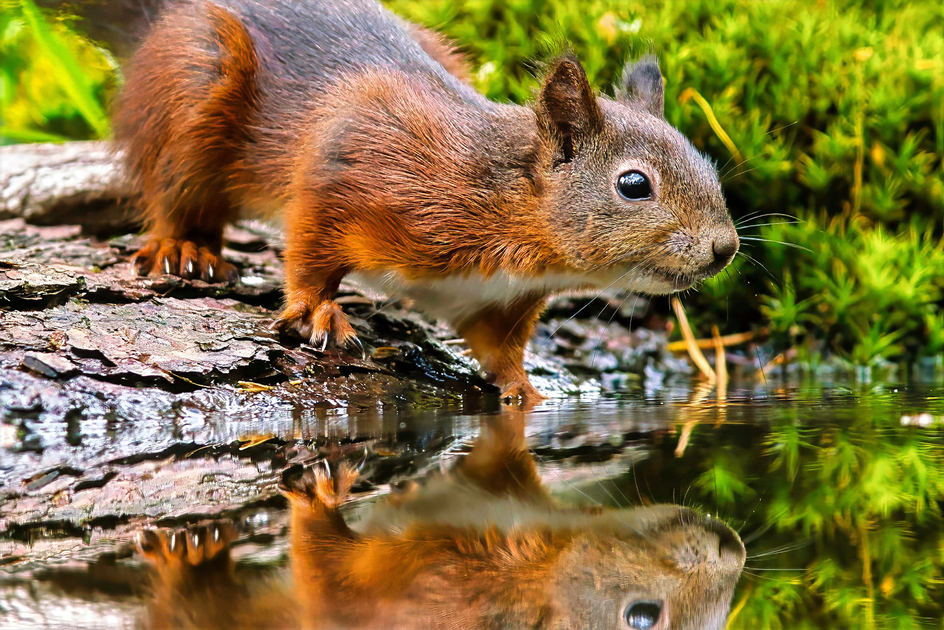 Eurasisches Eichhörnchen
