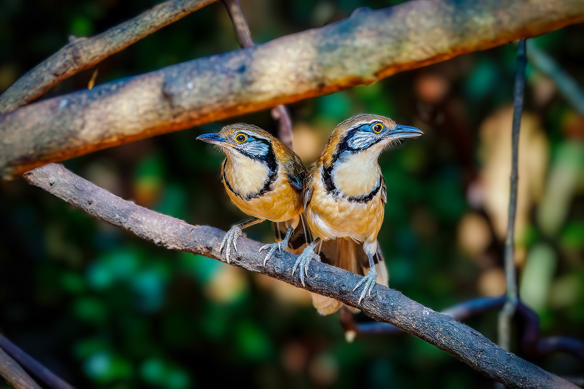 Brustbandhäherling / Greater Necklaced Laughingthrush