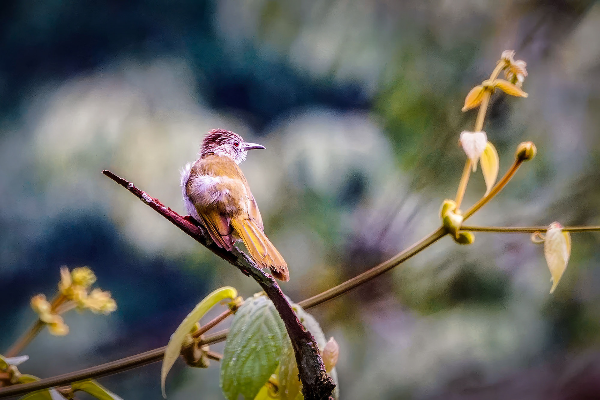 Grünflügelbülbül