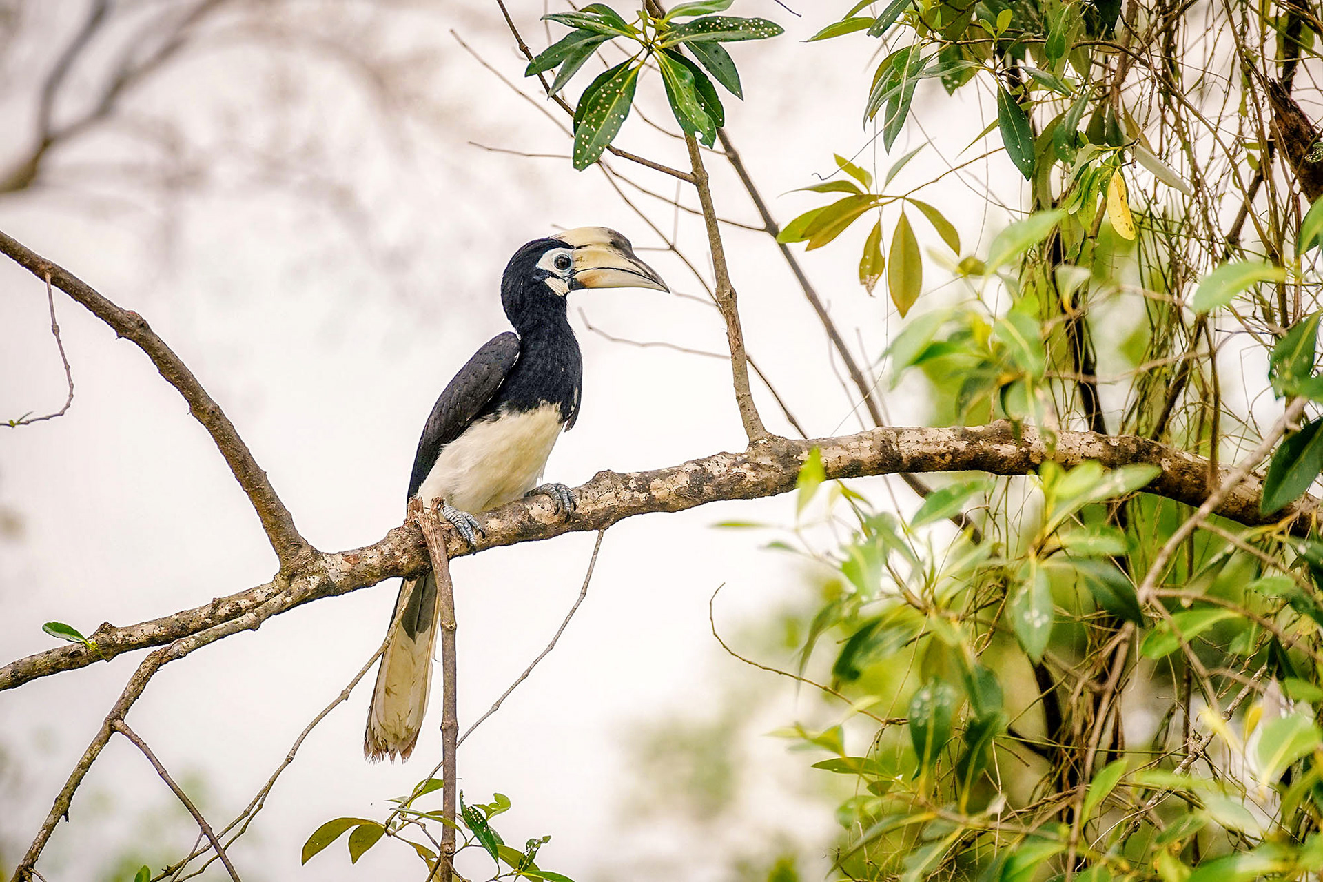 "Südlicher" Orienthornvogel