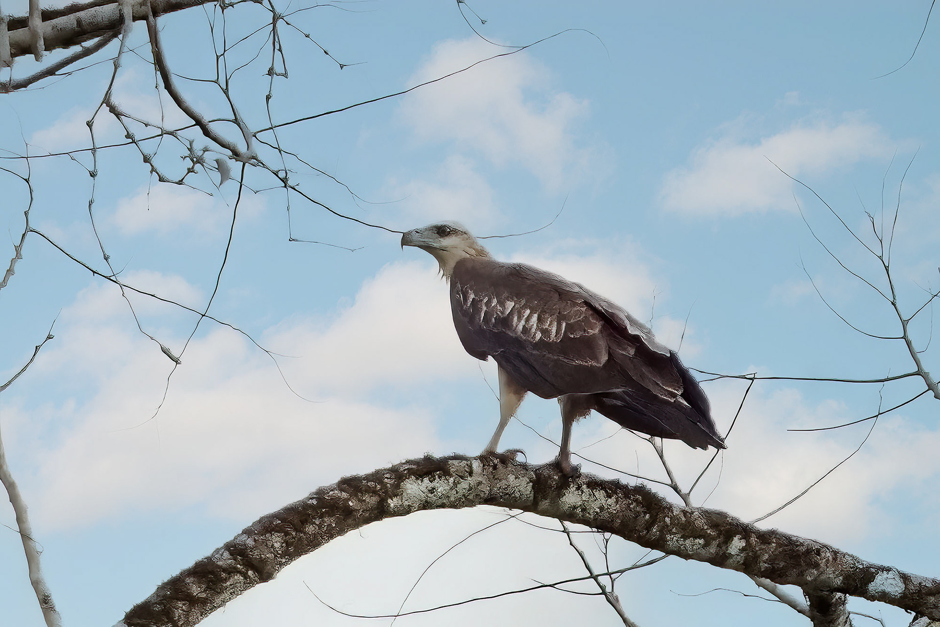 Weißbauchseeadler / White-bellied Sea Eagle, JUVENILE