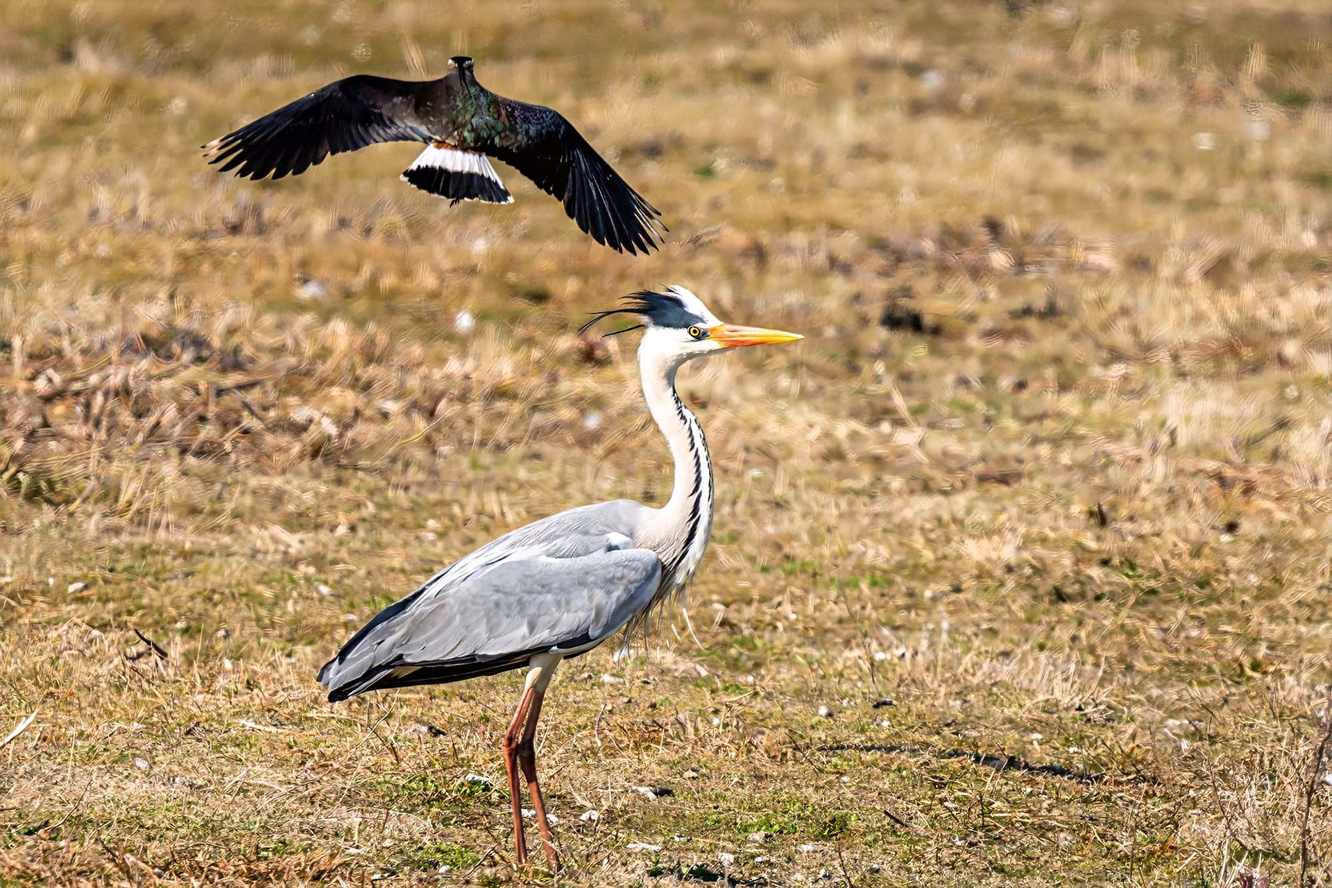Graureiher wird von Kiebitz attackiert