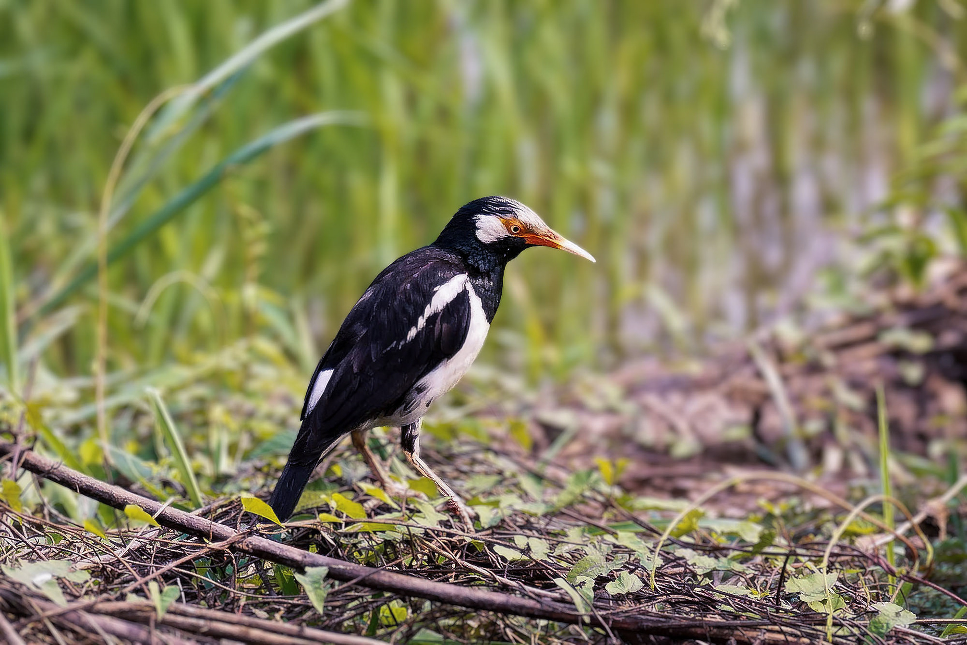 Elsterstar / Indian pied myna