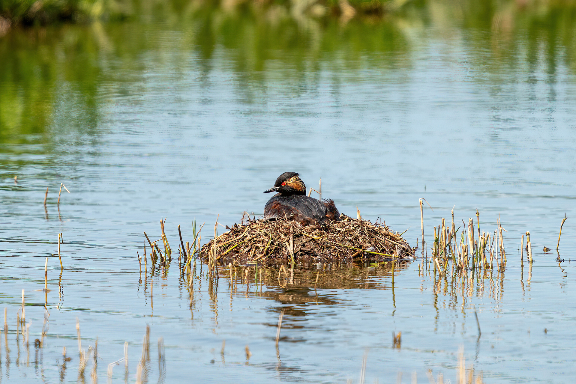 Das schwimmende Nest des Schwarzhalstauchers
