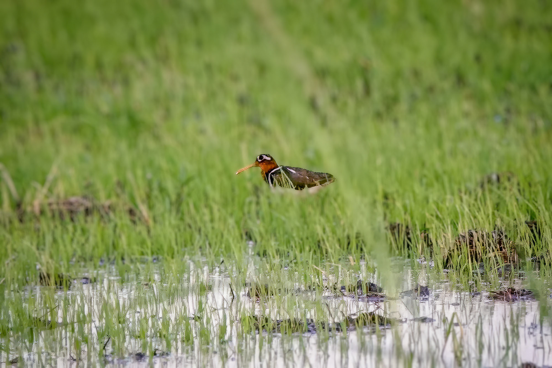 Goldschnepfe (female) / greater painted-snipe