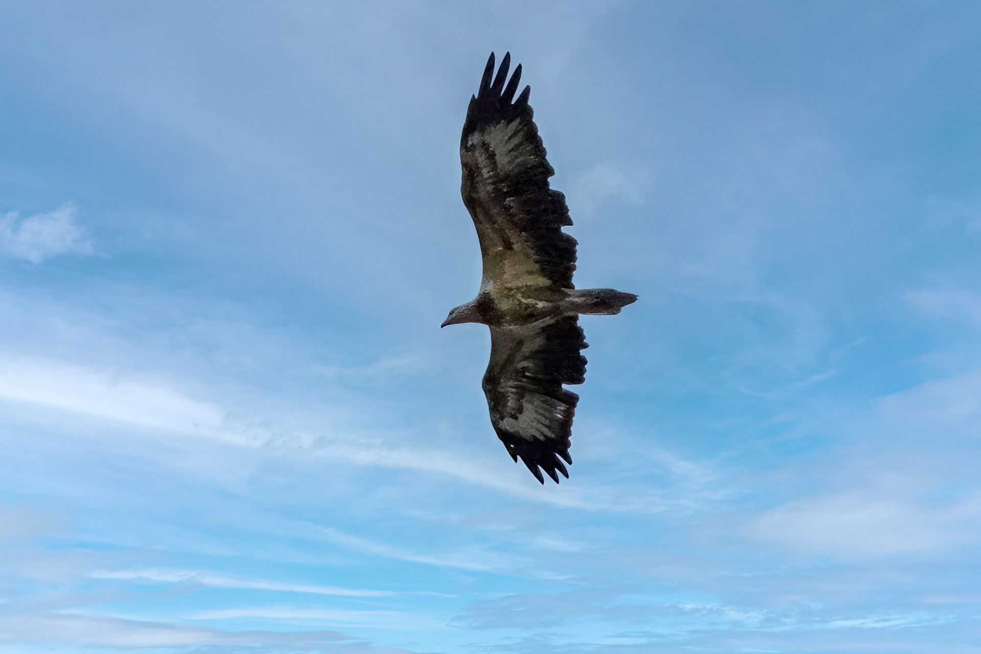 Weißbauchseeadler / White-bellied Sea Eagle, JUVENILE