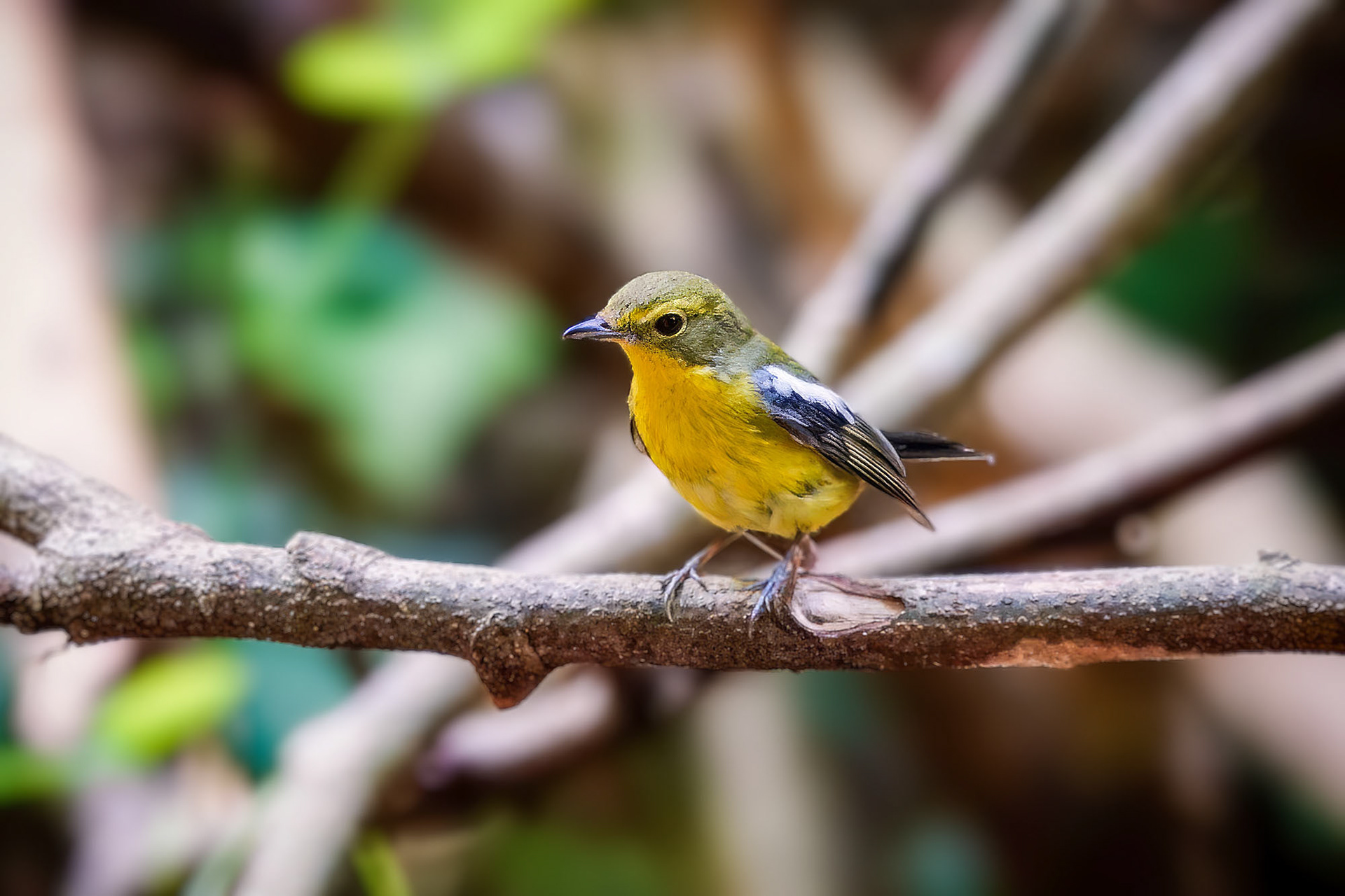 Narzissenschnäpper-elisae / Green-backed Flycatcher