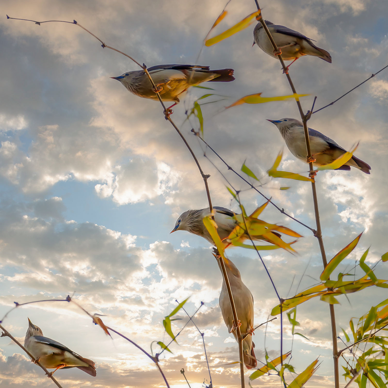 Graukopfstar / Chestnut-tailed Starling or Grey-headed Myna