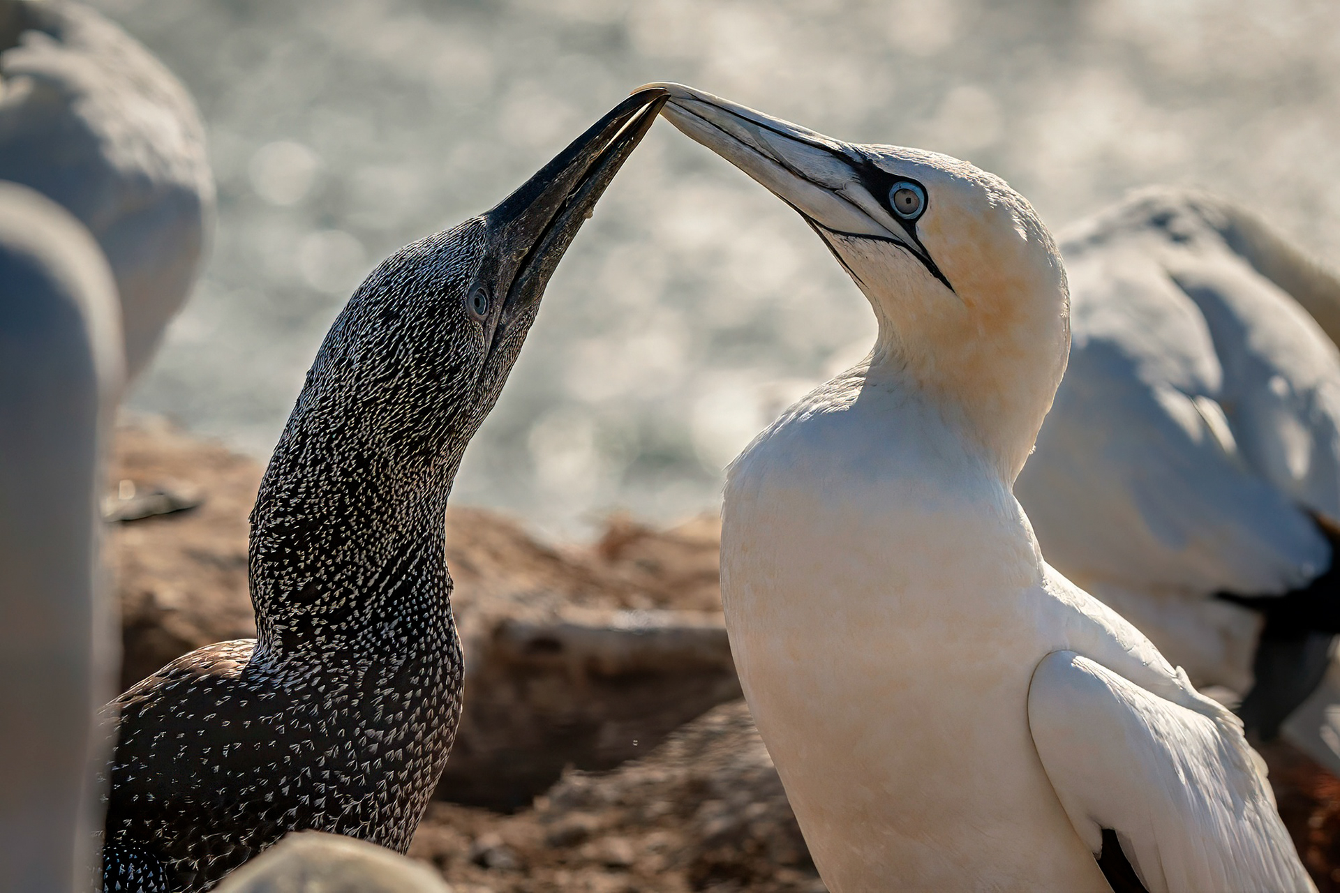 Jungtiere klopfen an den Schnabel der Eltern, um deren Würgereiz auszulösen