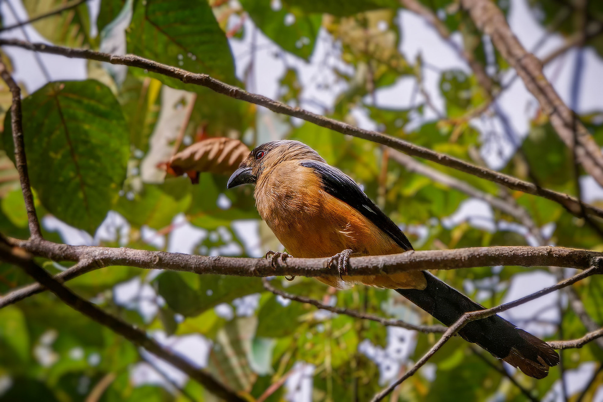 Borneobaumelster / Bornean Treepie
