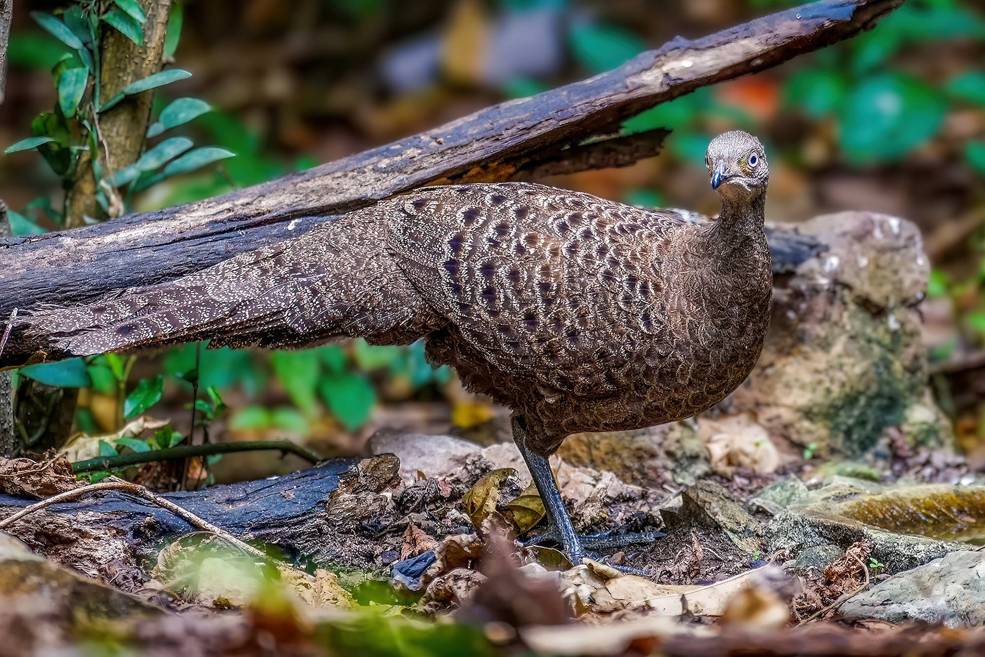 female