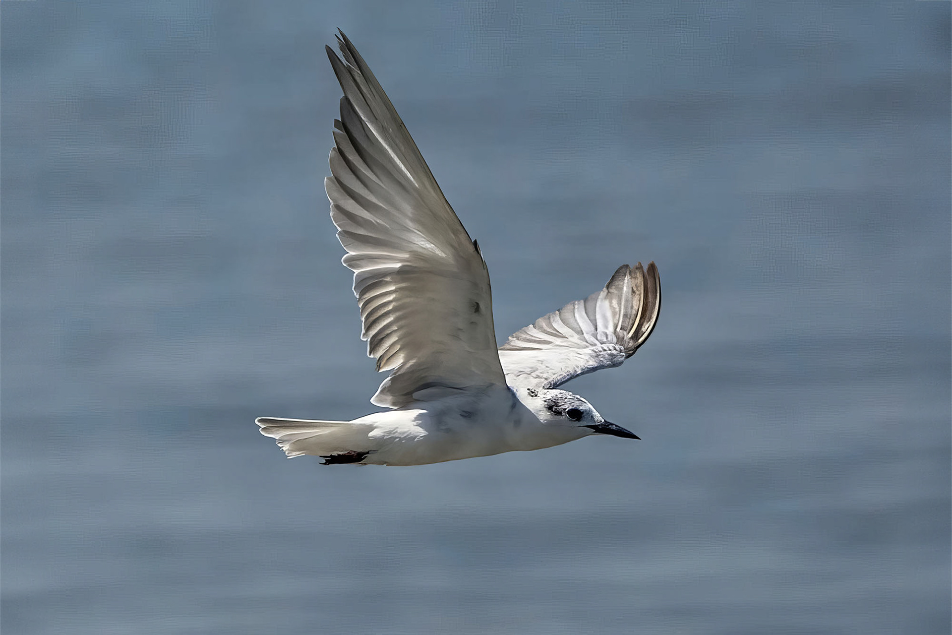 Weißbart-Seeschwalbe / whiskered tern