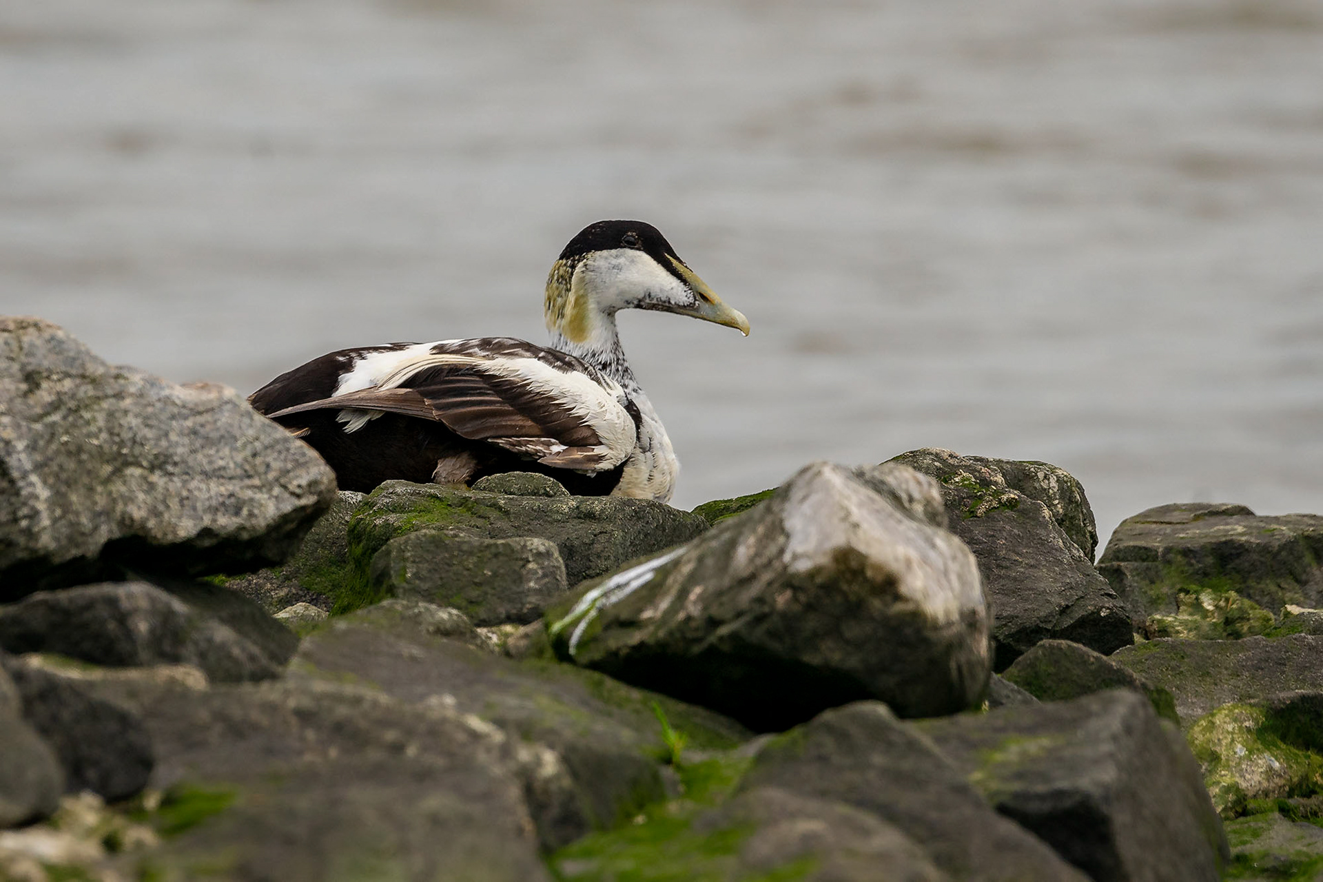 Eiderente, male subadult